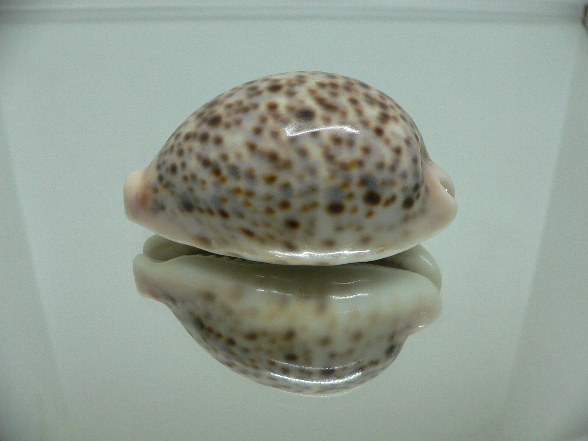 Cypraea pantherina
