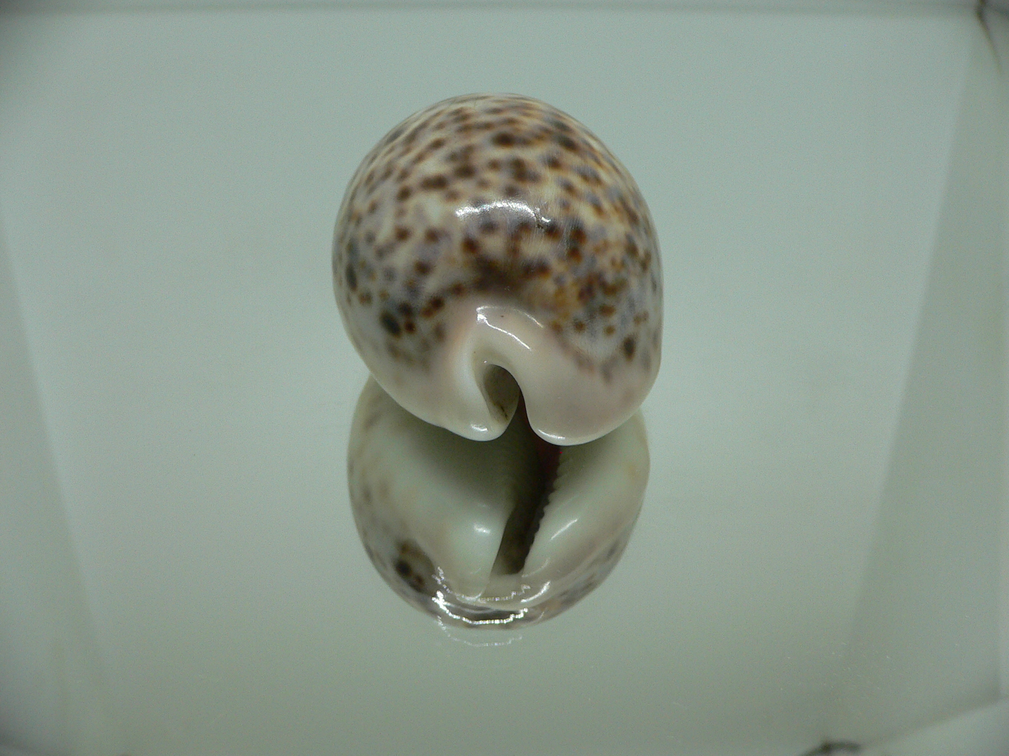 Cypraea pantherina