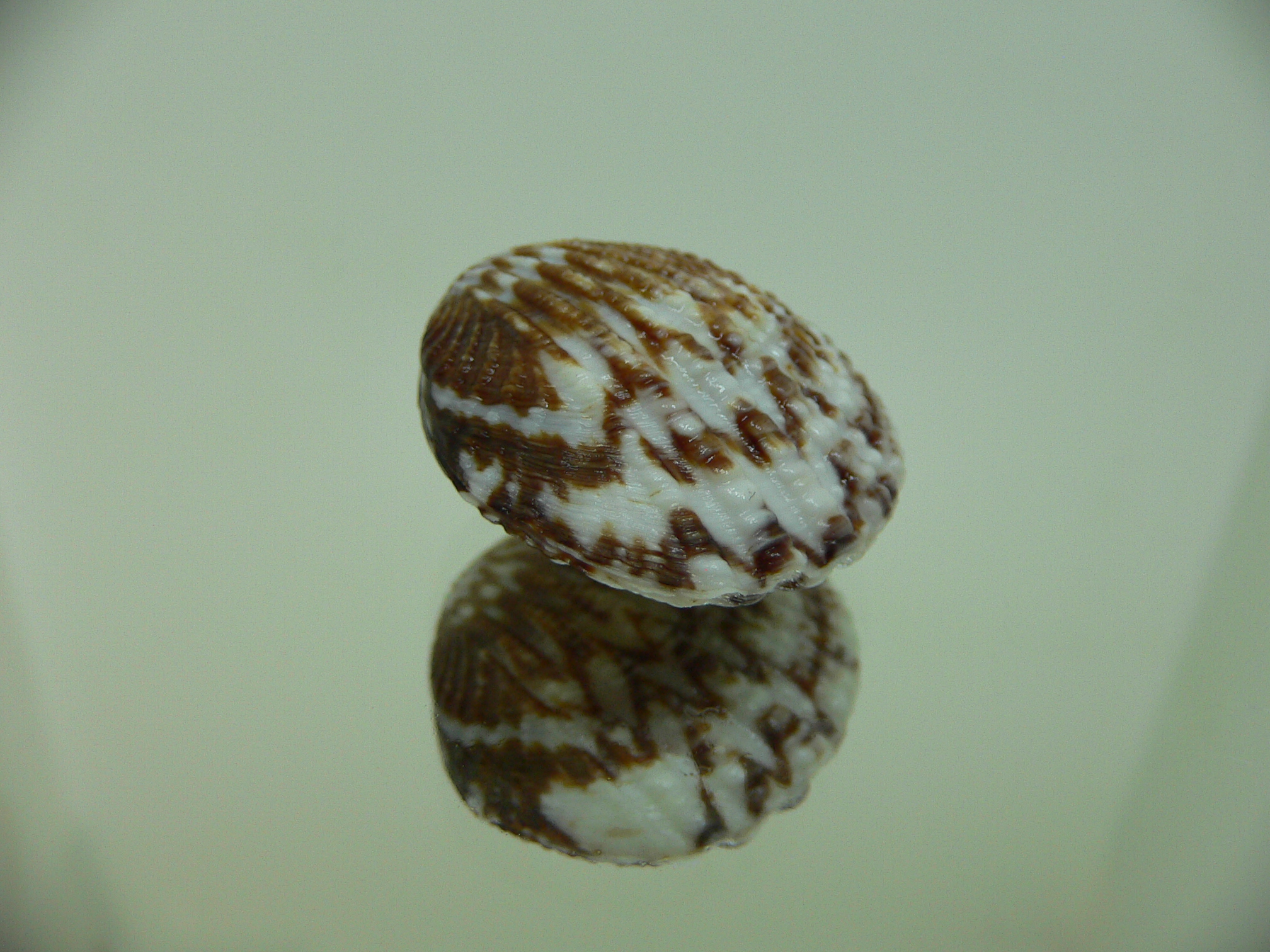 Gafrarium pectinatum DARK