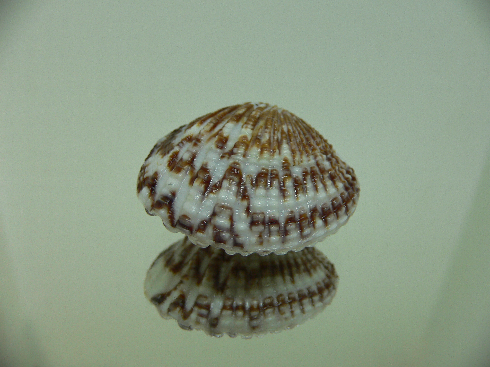 Gafrarium pectinatum DARK