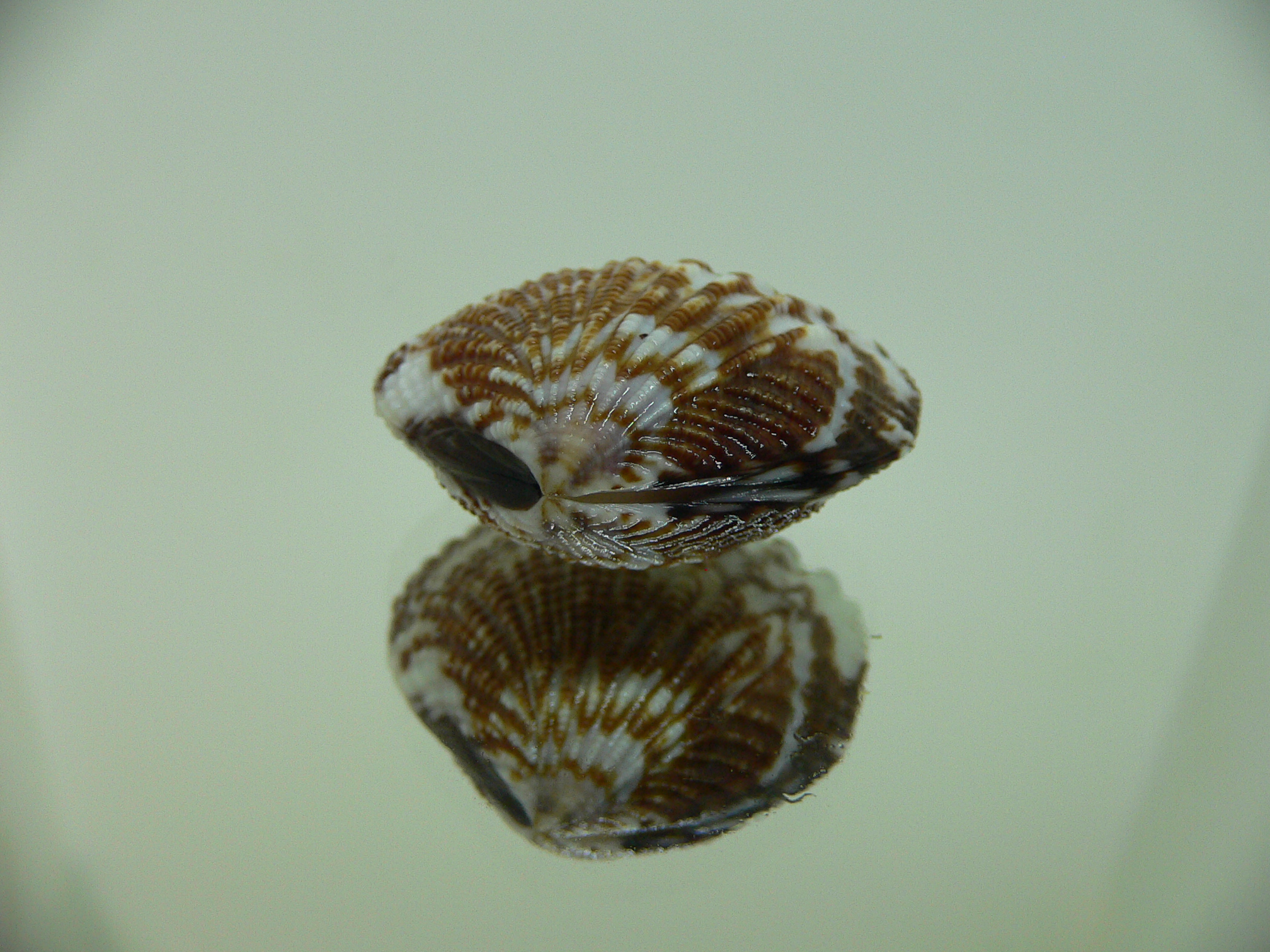 Gafrarium pectinatum DARK