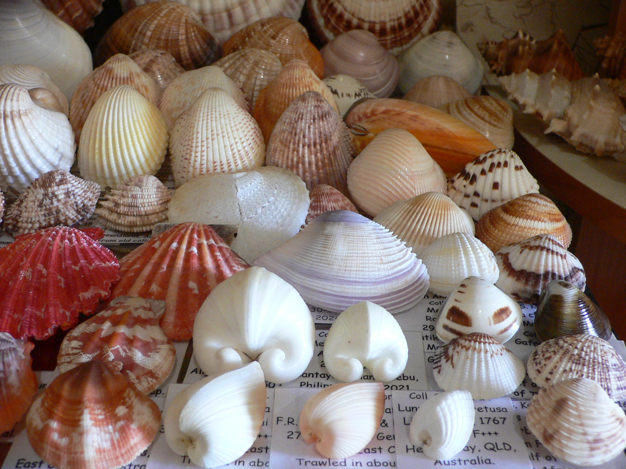 Gafrarium pectinatum DARK