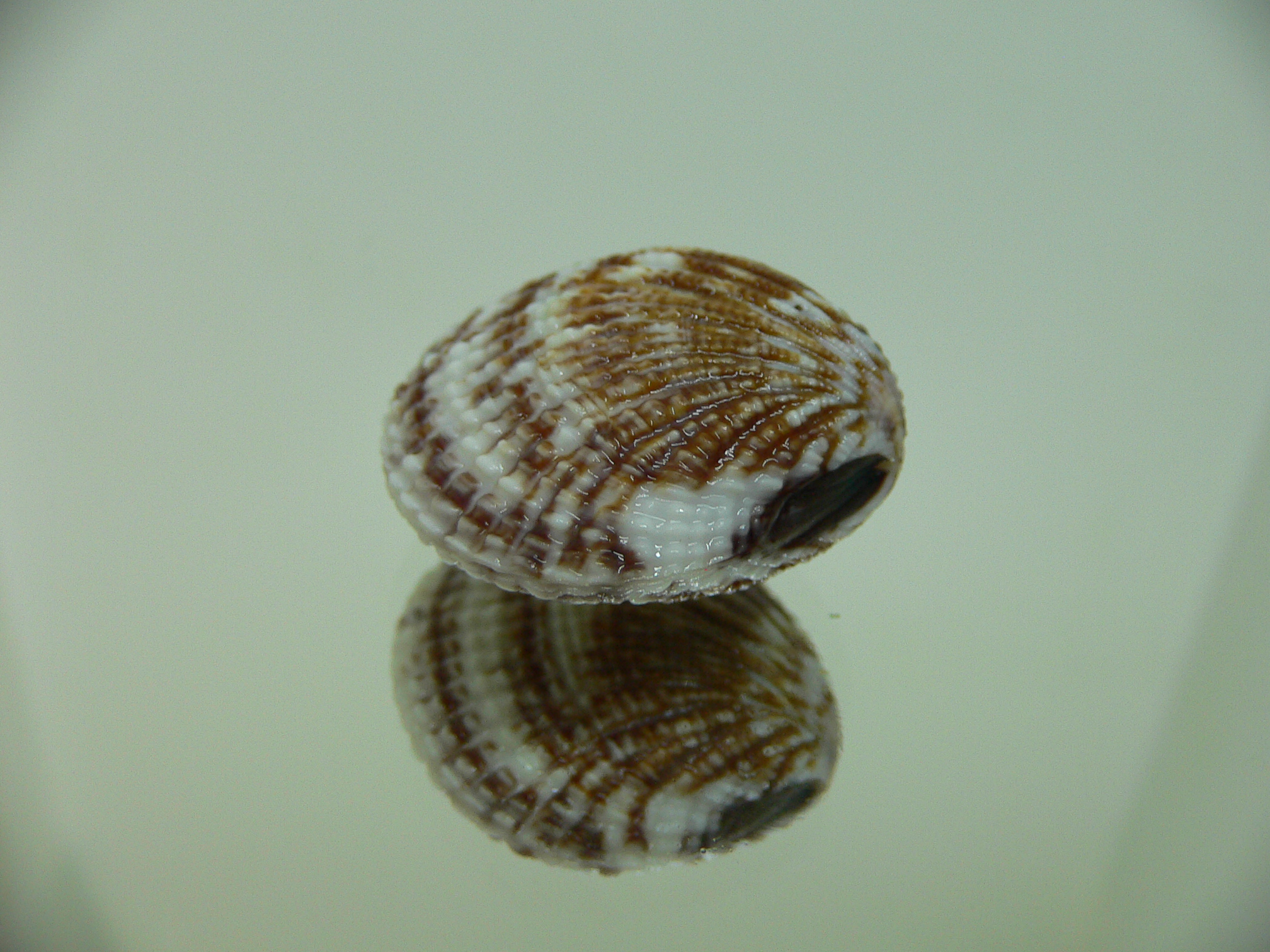 Gafrarium pectinatum DARK