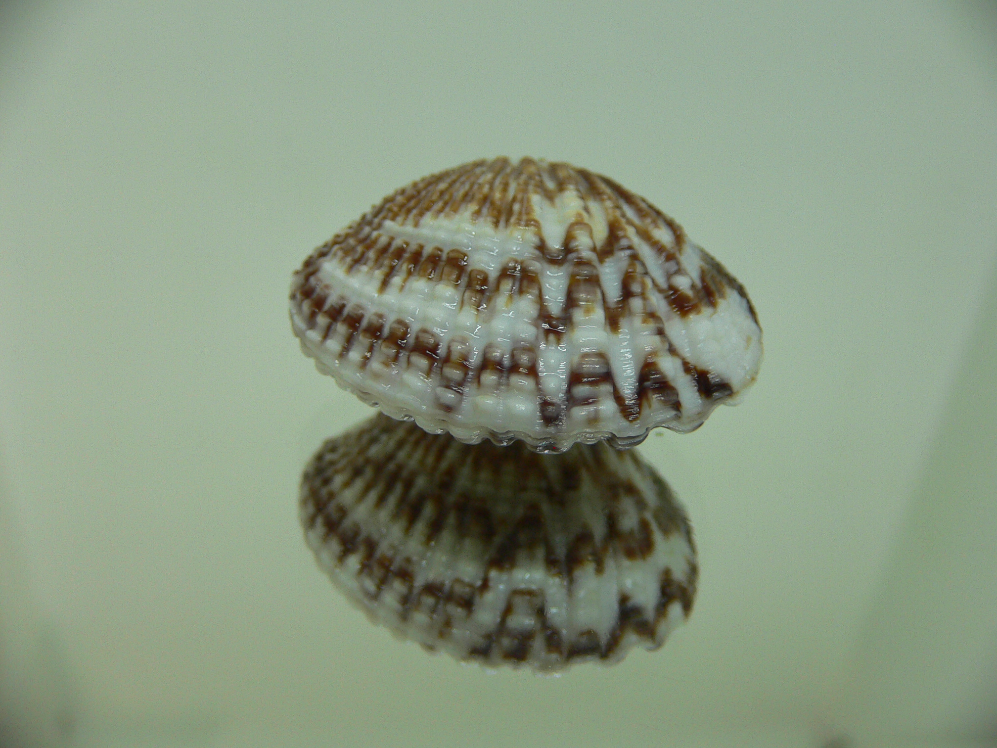 Gafrarium pectinatum DARK