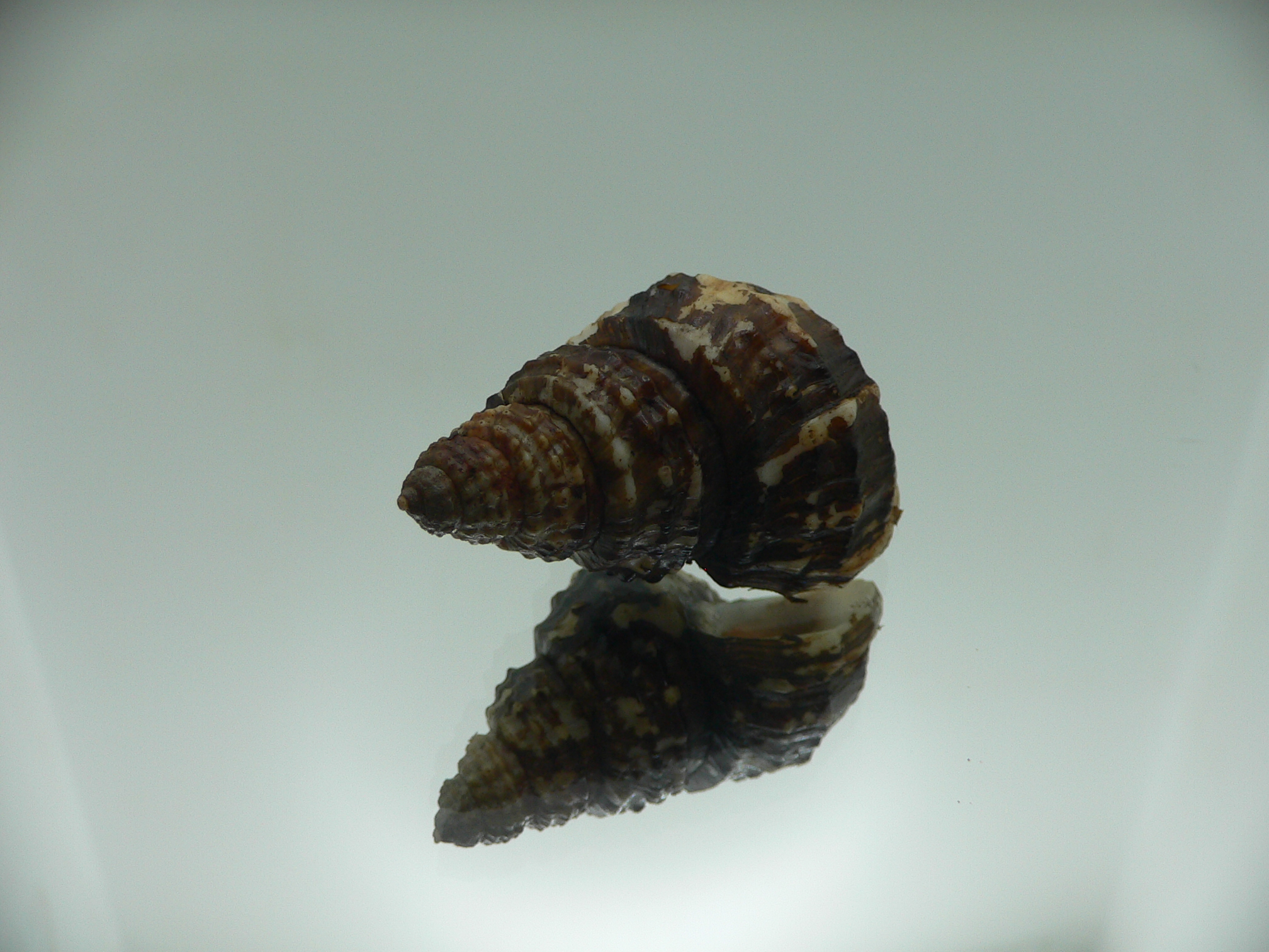 Tchangmargarya ziyi n. sp. RARE ENDEMIC