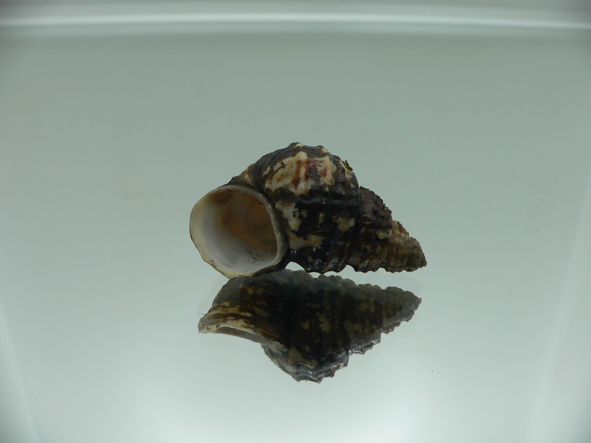 Tchangmargarya ziyi n. sp. RARE ENDEMIC