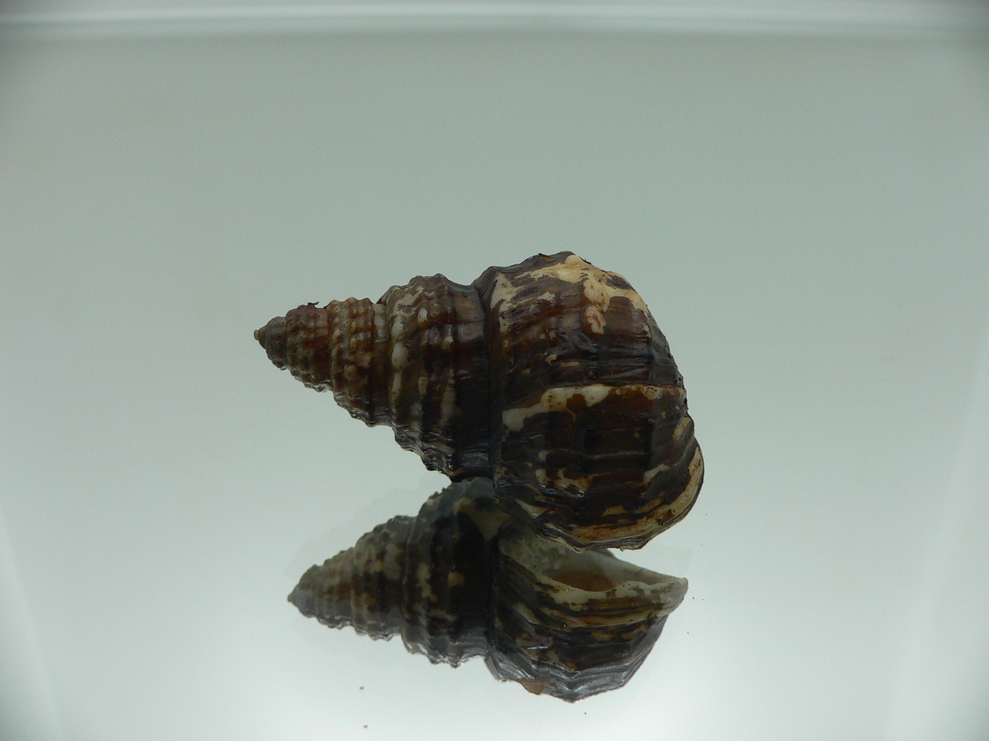 Tchangmargarya ziyi n. sp. RARE ENDEMIC