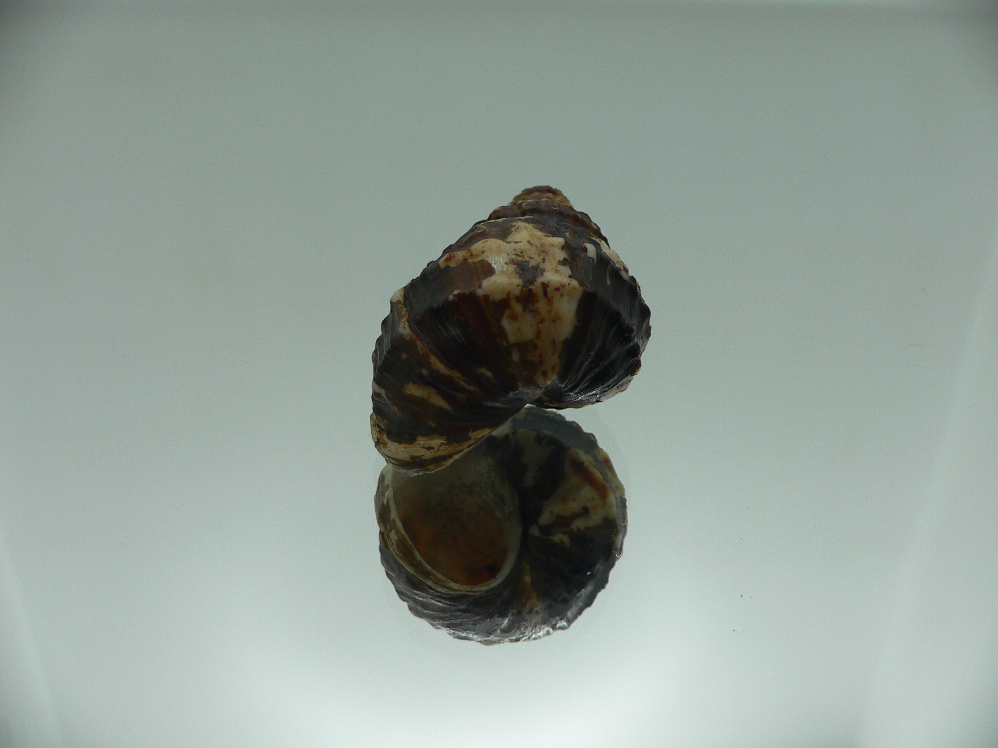 Tchangmargarya ziyi n. sp. RARE ENDEMIC