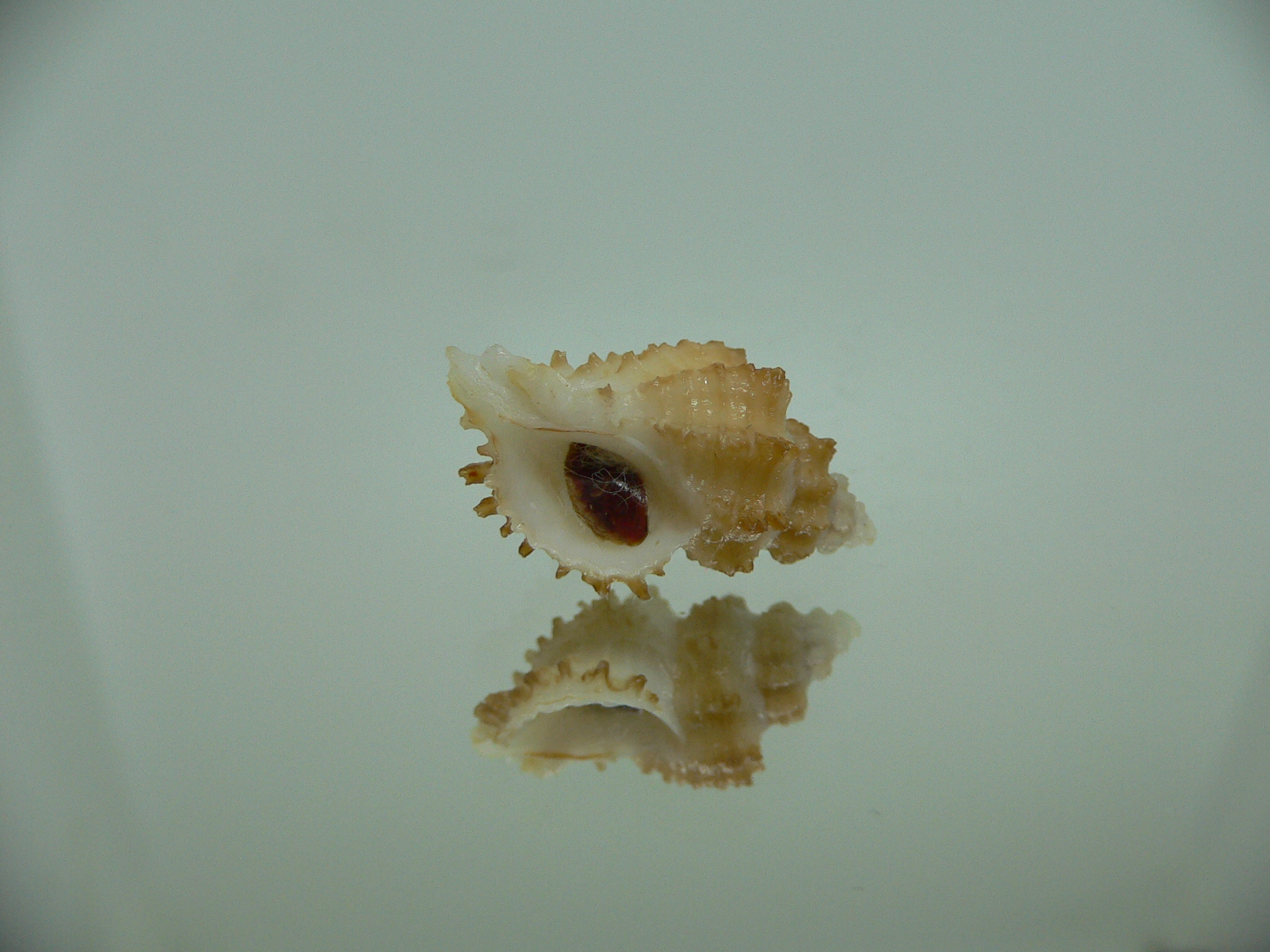 Rolandiella umblicata 2