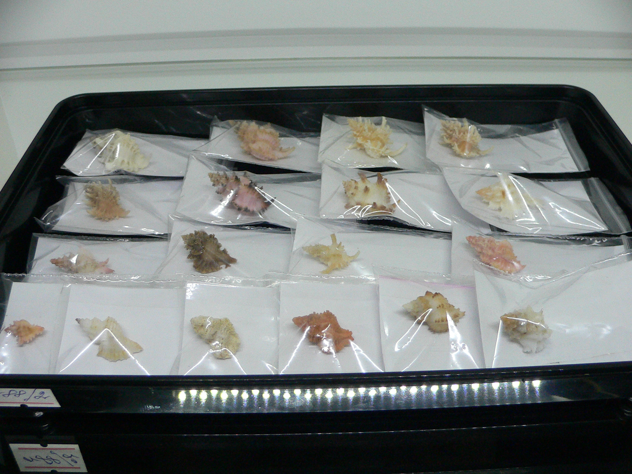 Rolandiella umblicata 2