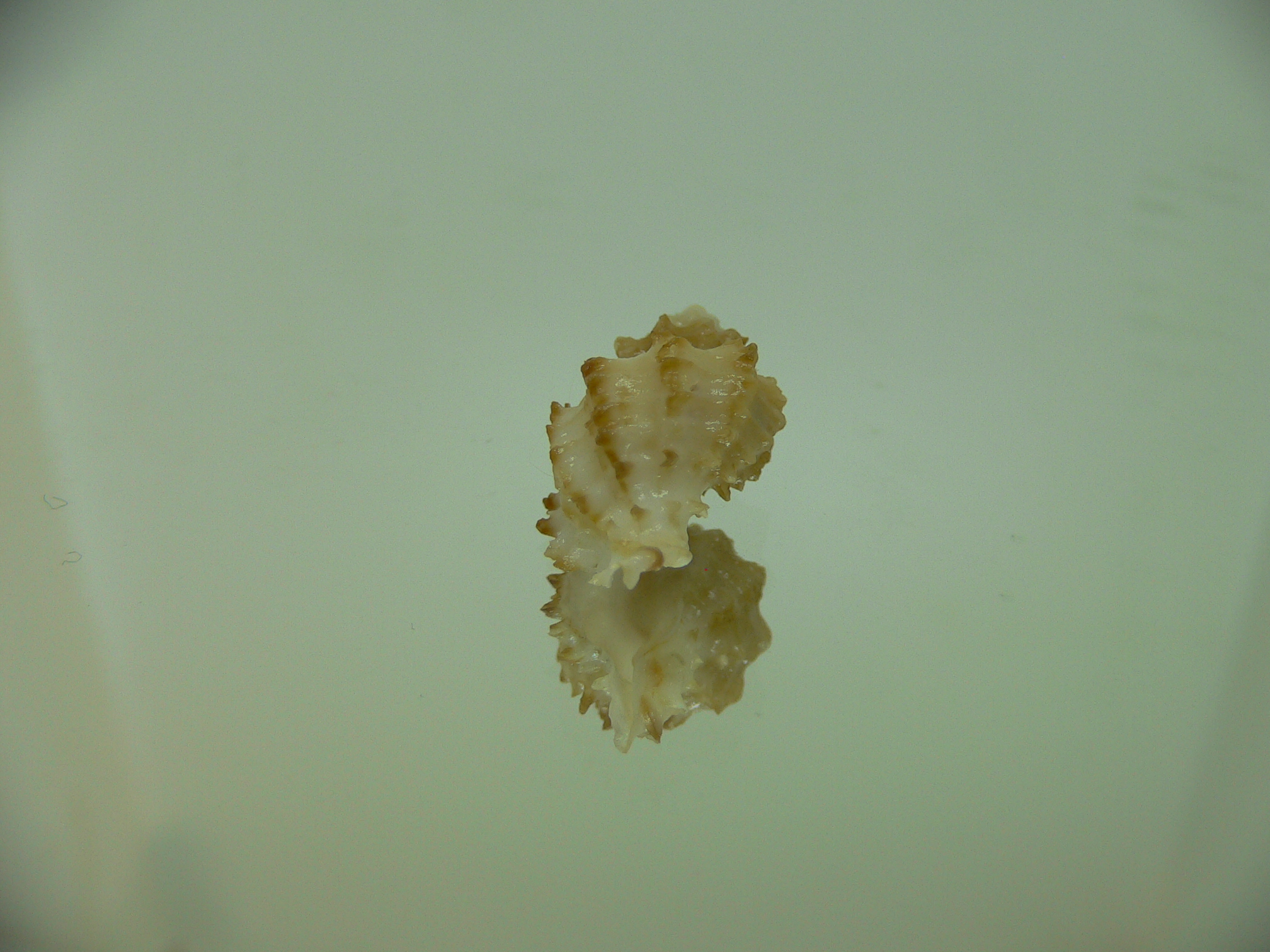 Rolandiella umblicata 2