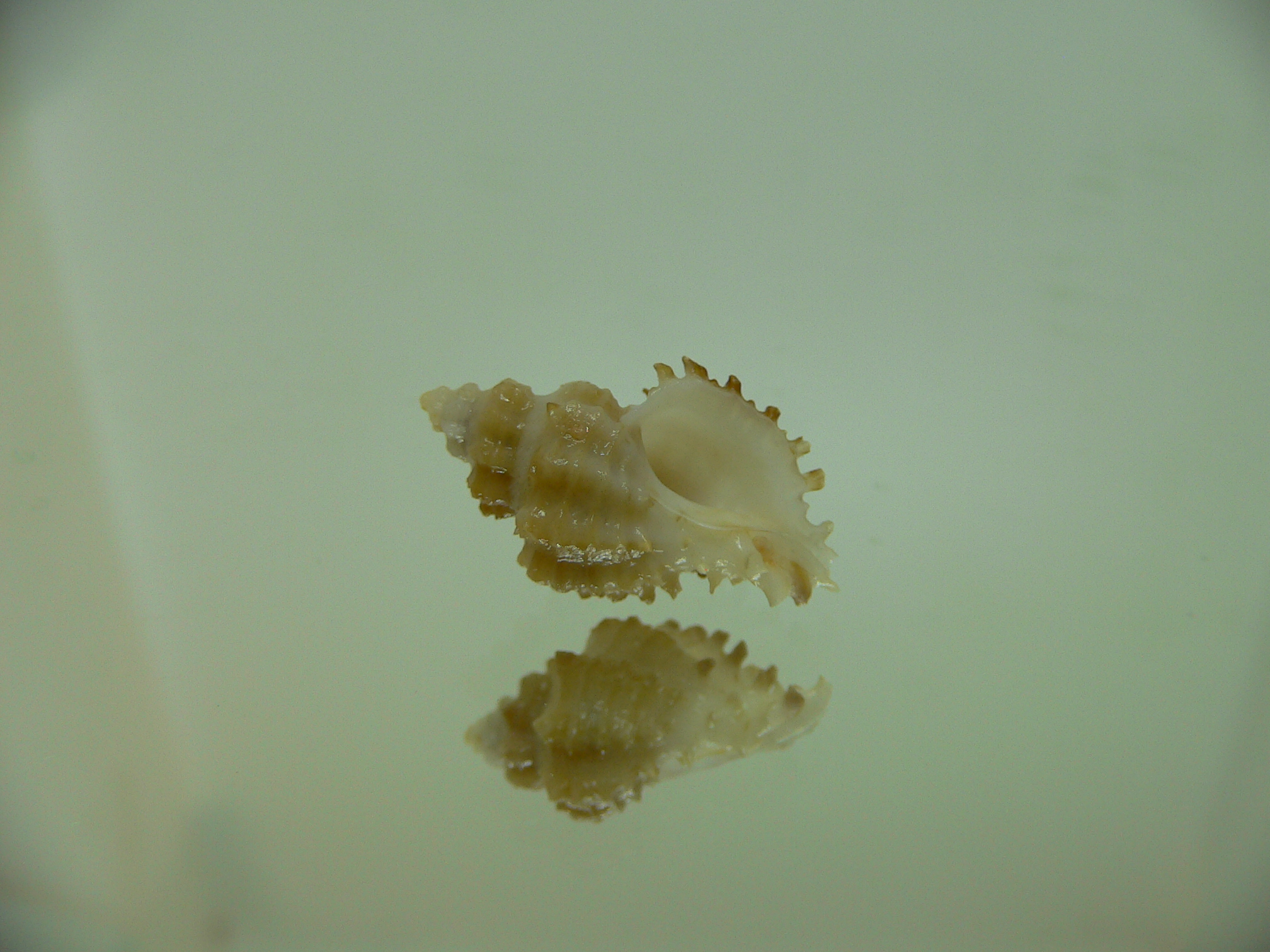 Rolandiella umblicata 2