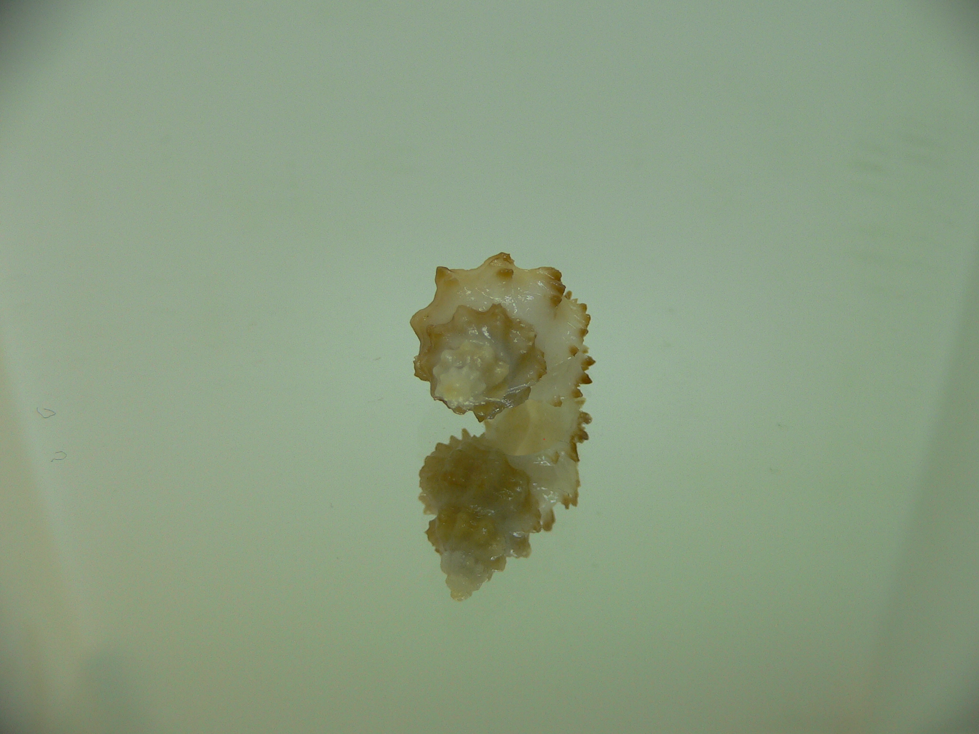 Rolandiella umblicata 2