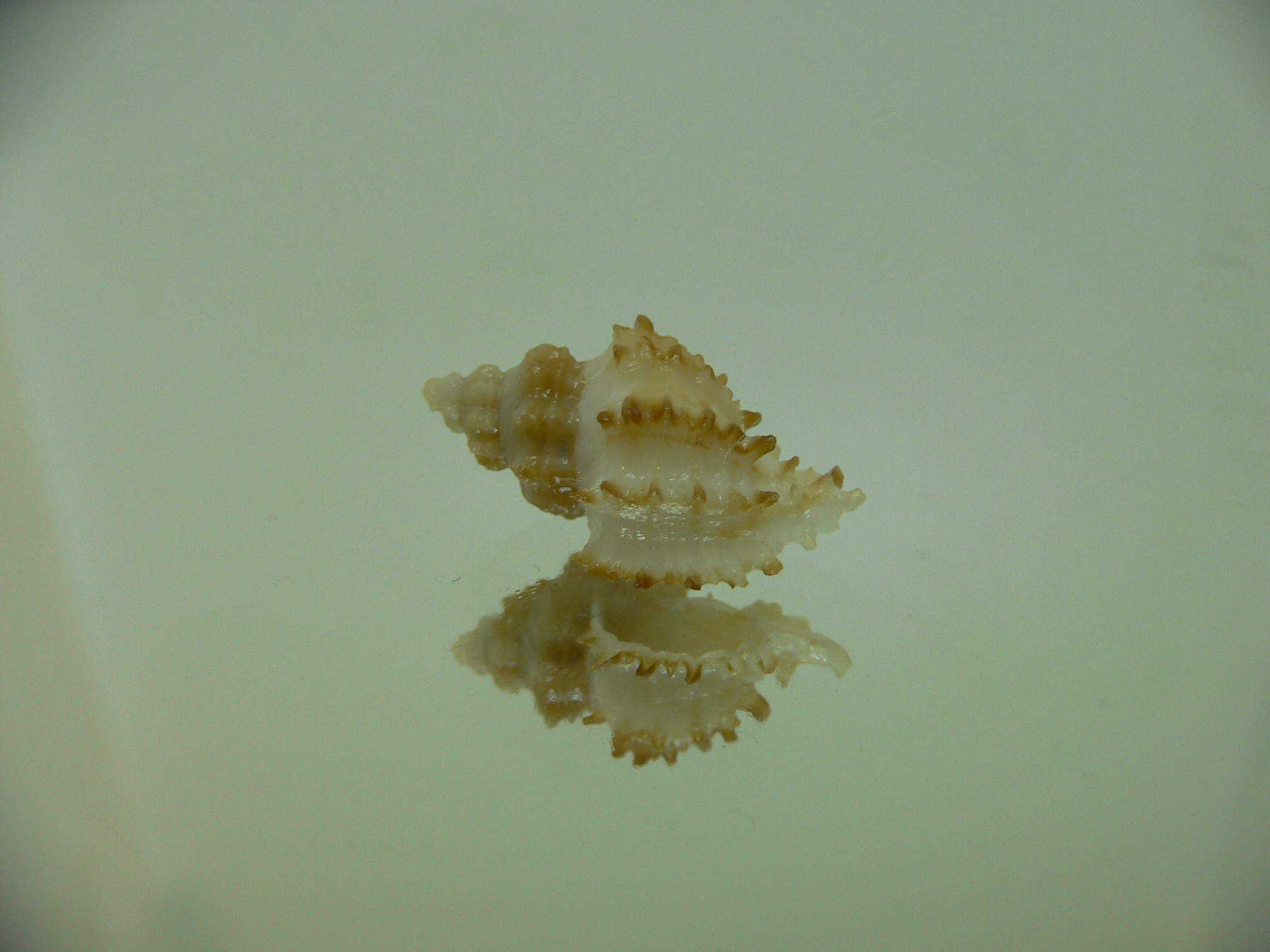 Rolandiella umblicata 2