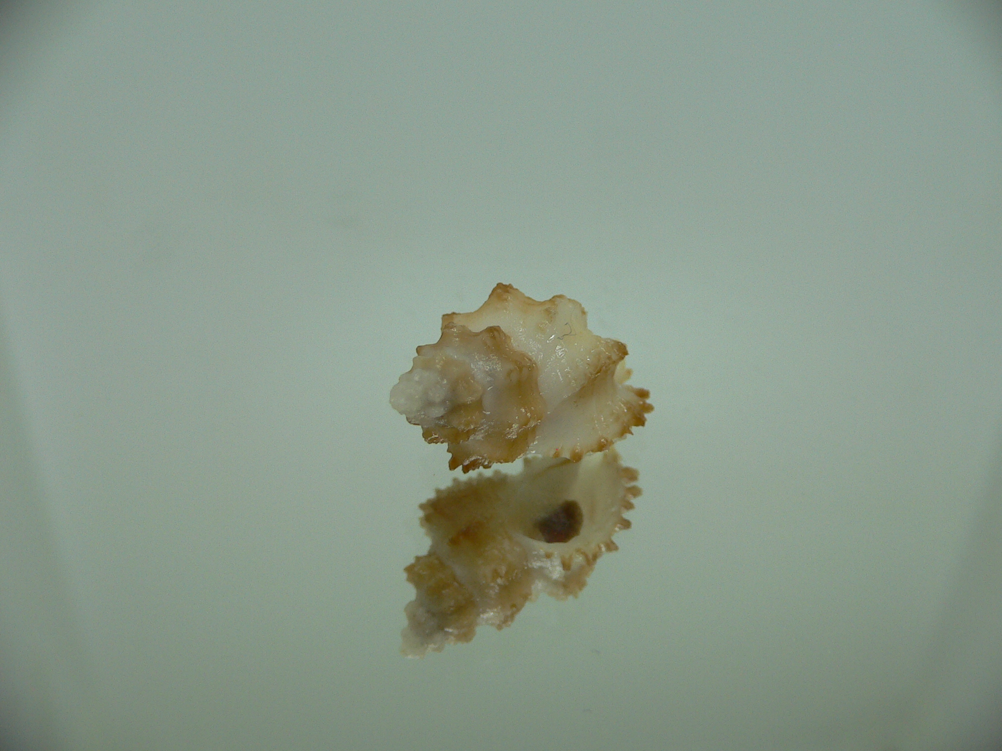 Rolandiella umblicata 2