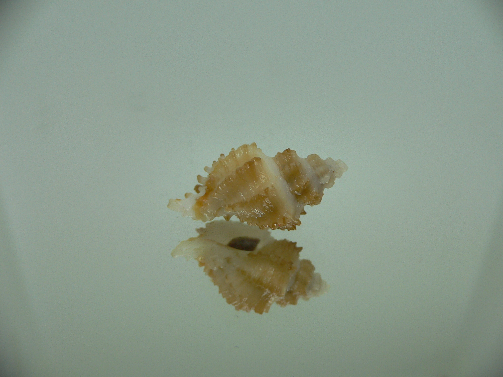 Rolandiella umblicata 2