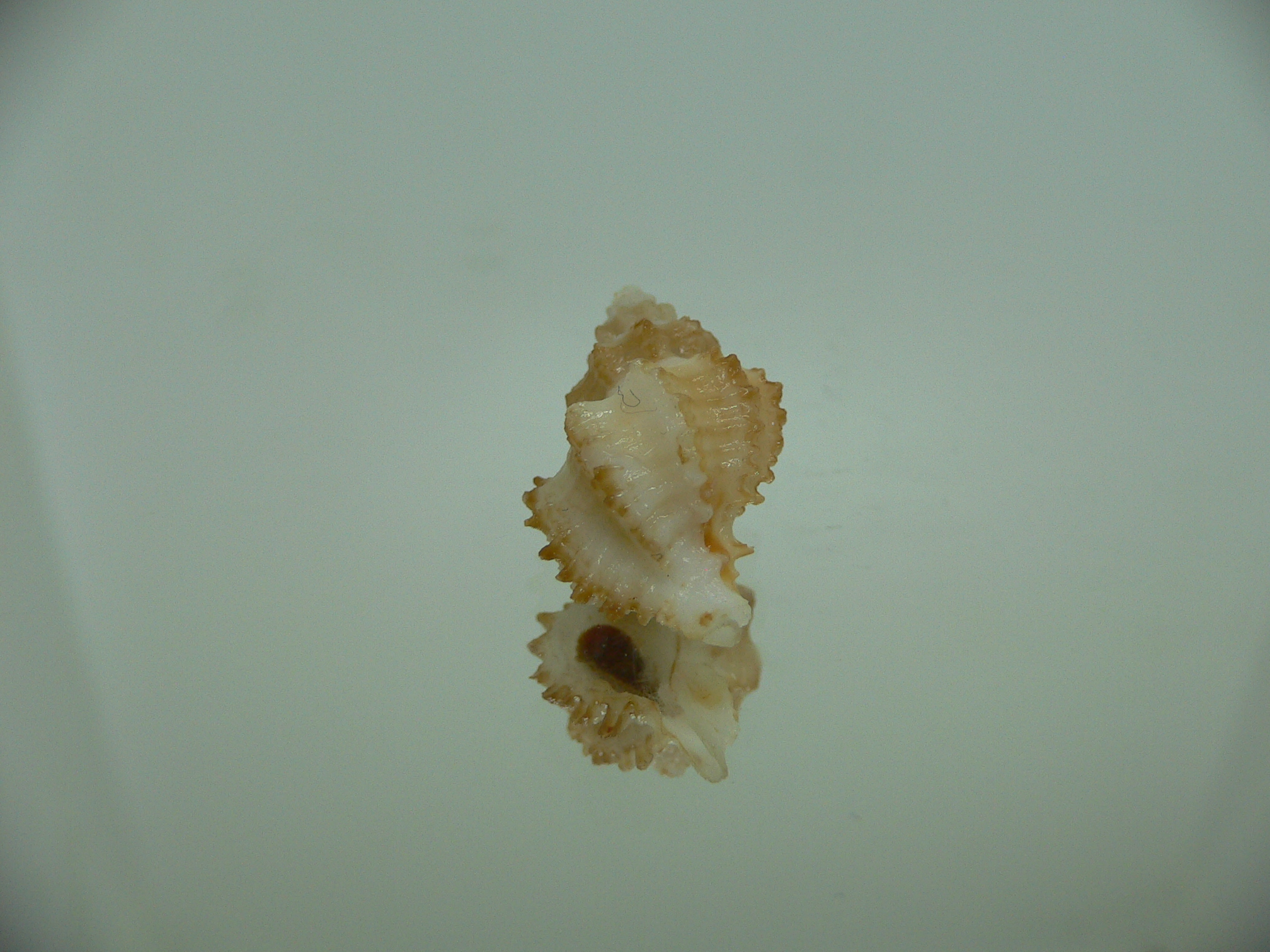 Rolandiella umblicata 2