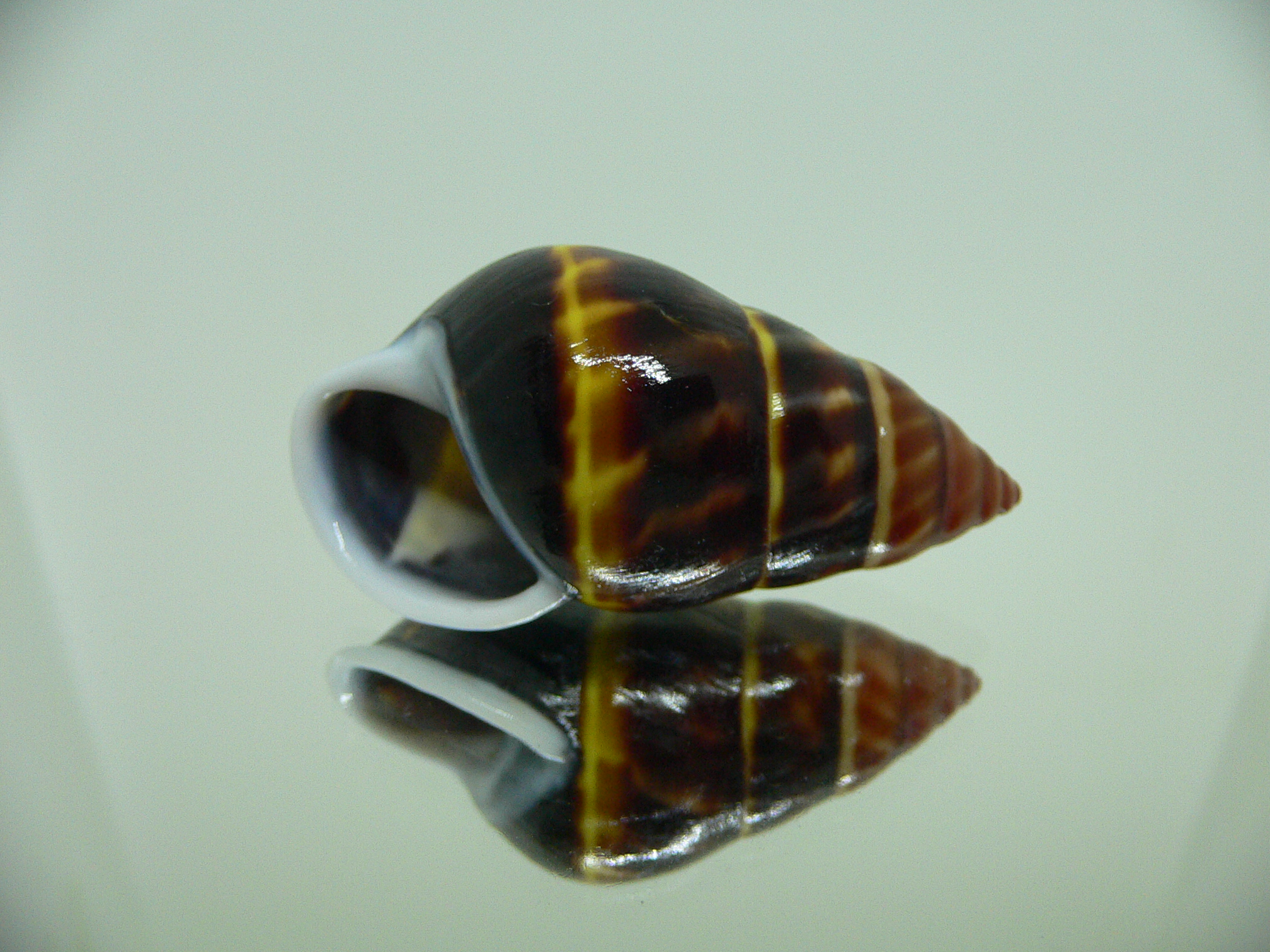 Amphidromus perversus melanoma RARE VERY BIG