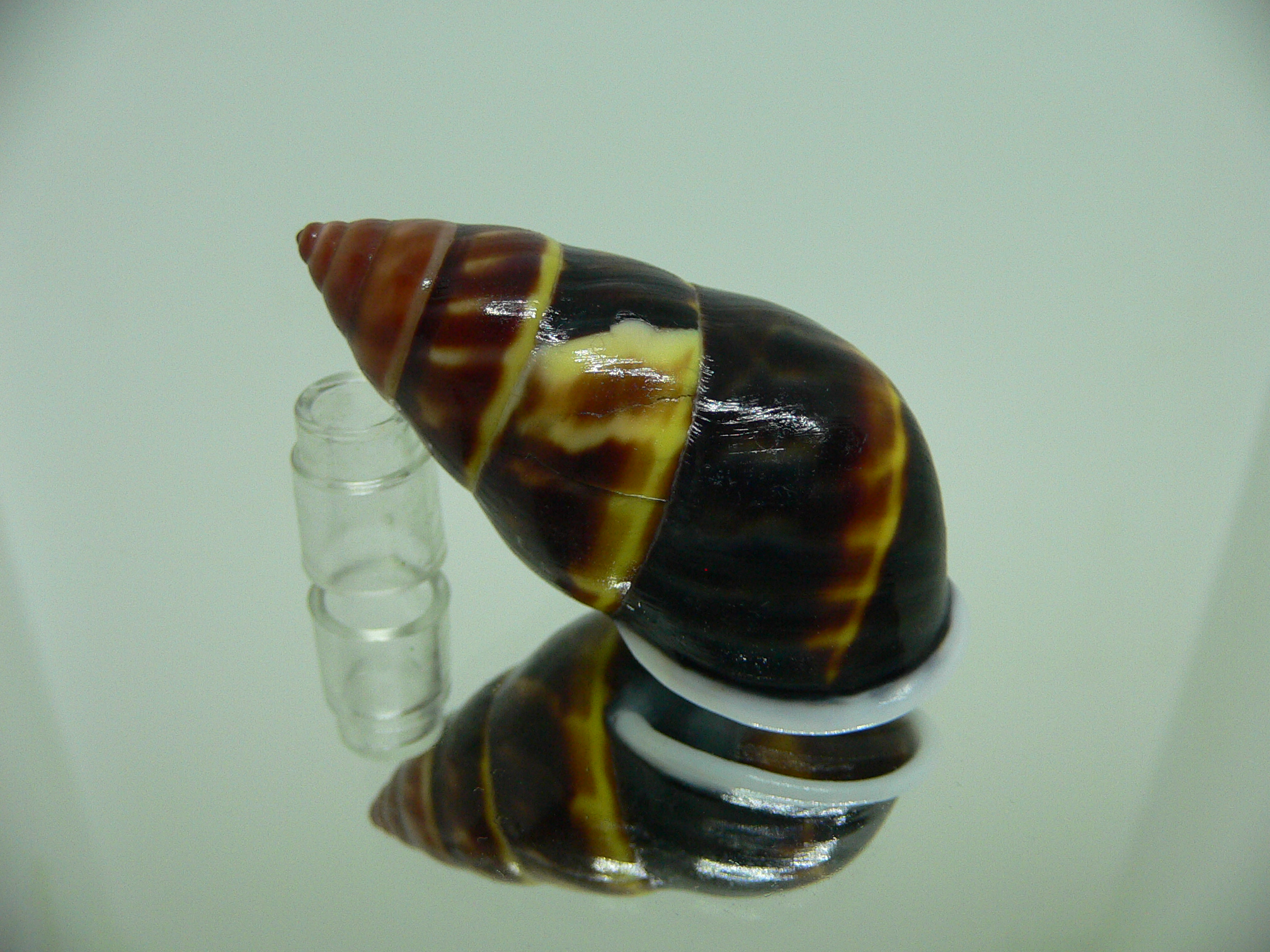 Amphidromus perversus melanoma RARE VERY BIG