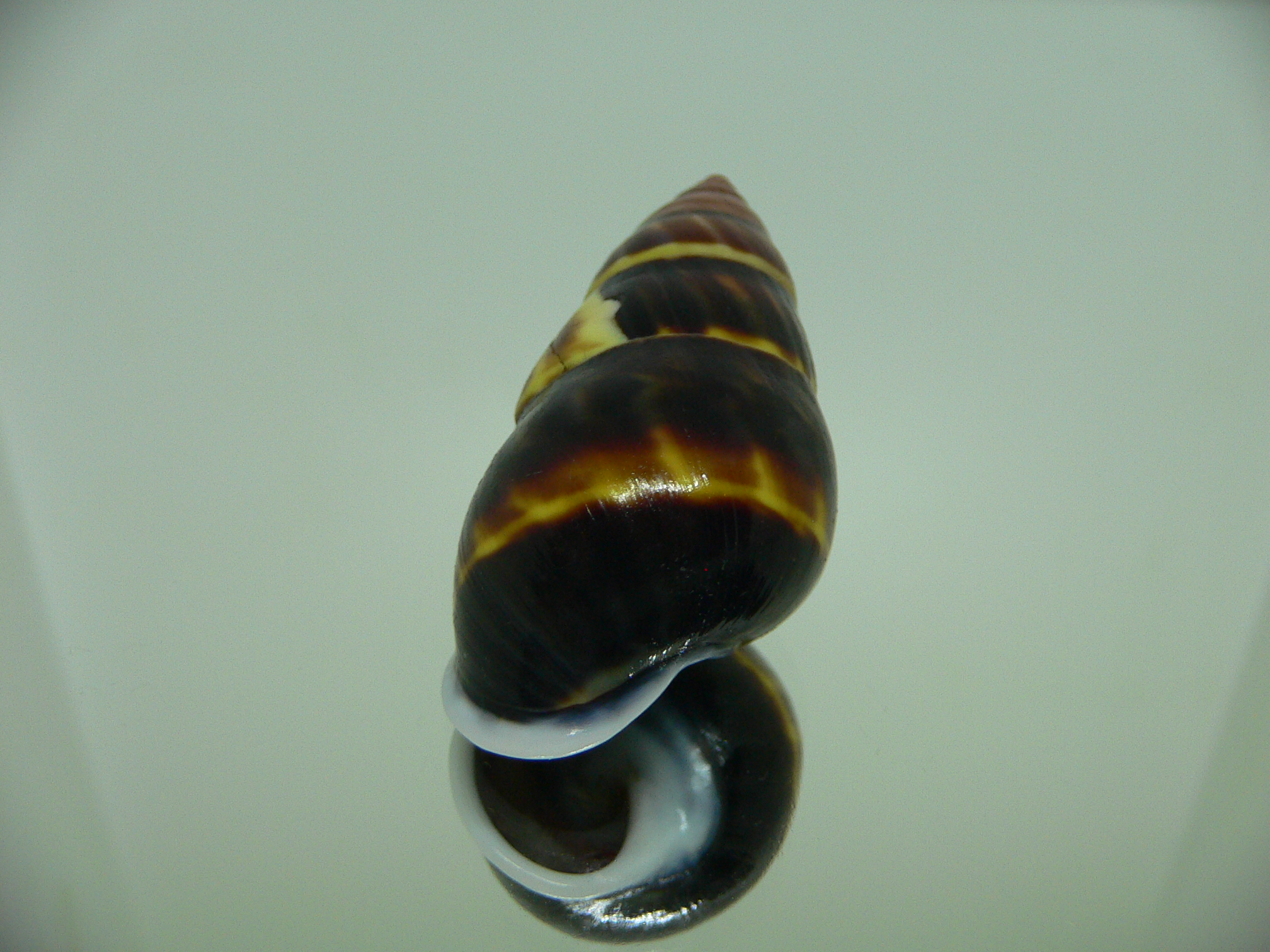 Amphidromus perversus melanoma RARE VERY BIG