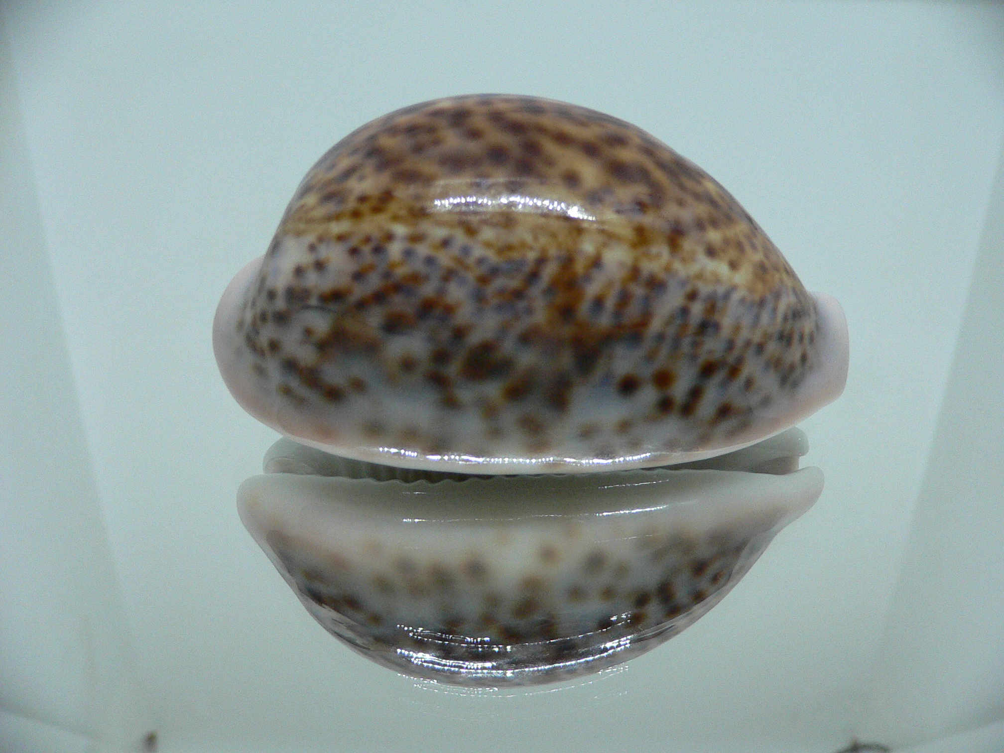 Cypraea pantherina DARK