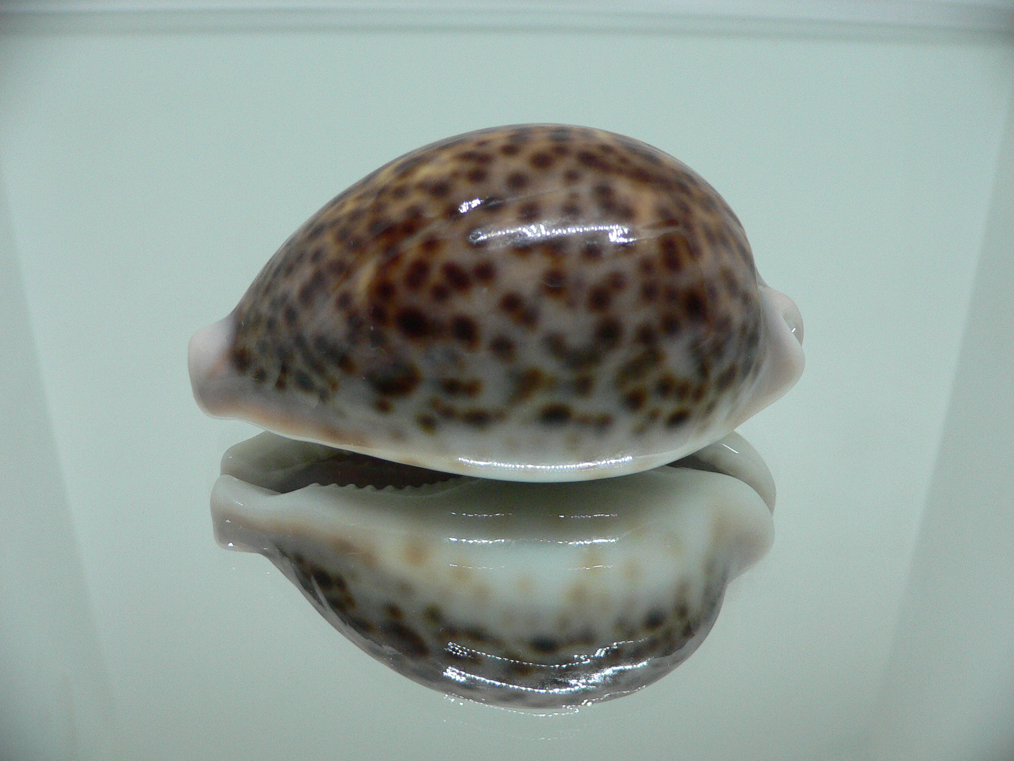 Cypraea pantherina DARK