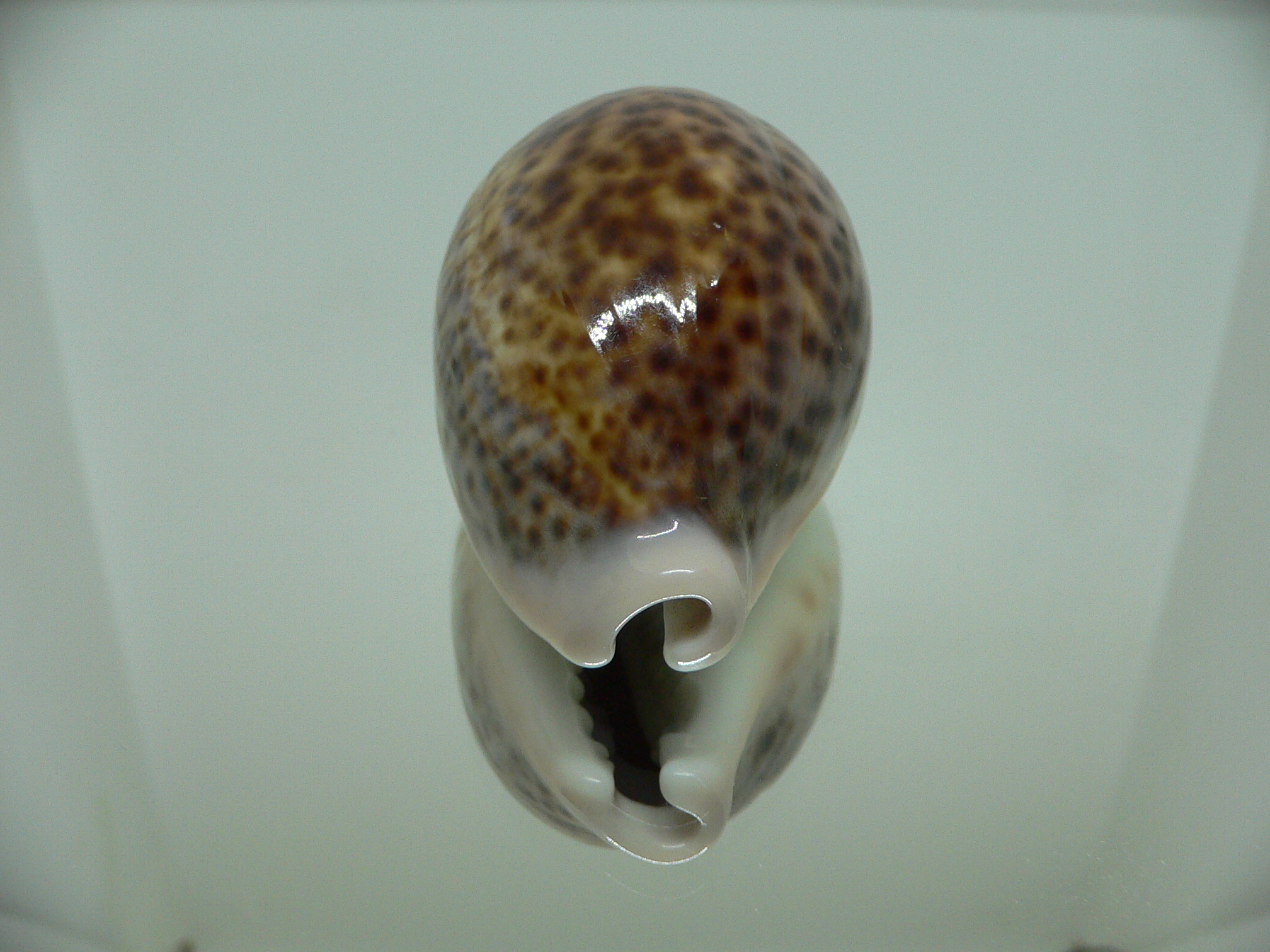 Cypraea pantherina DARK