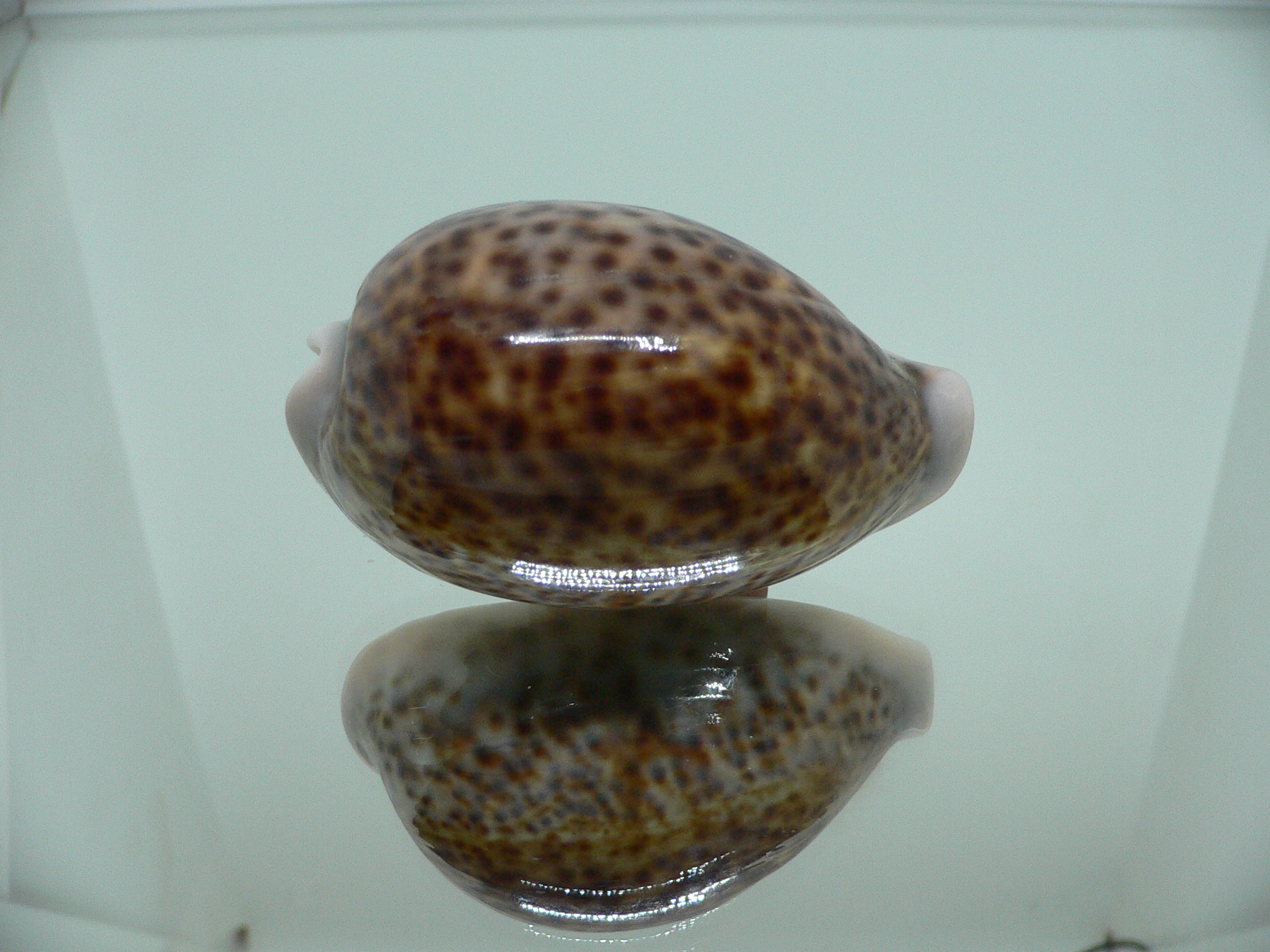 Cypraea pantherina DARK