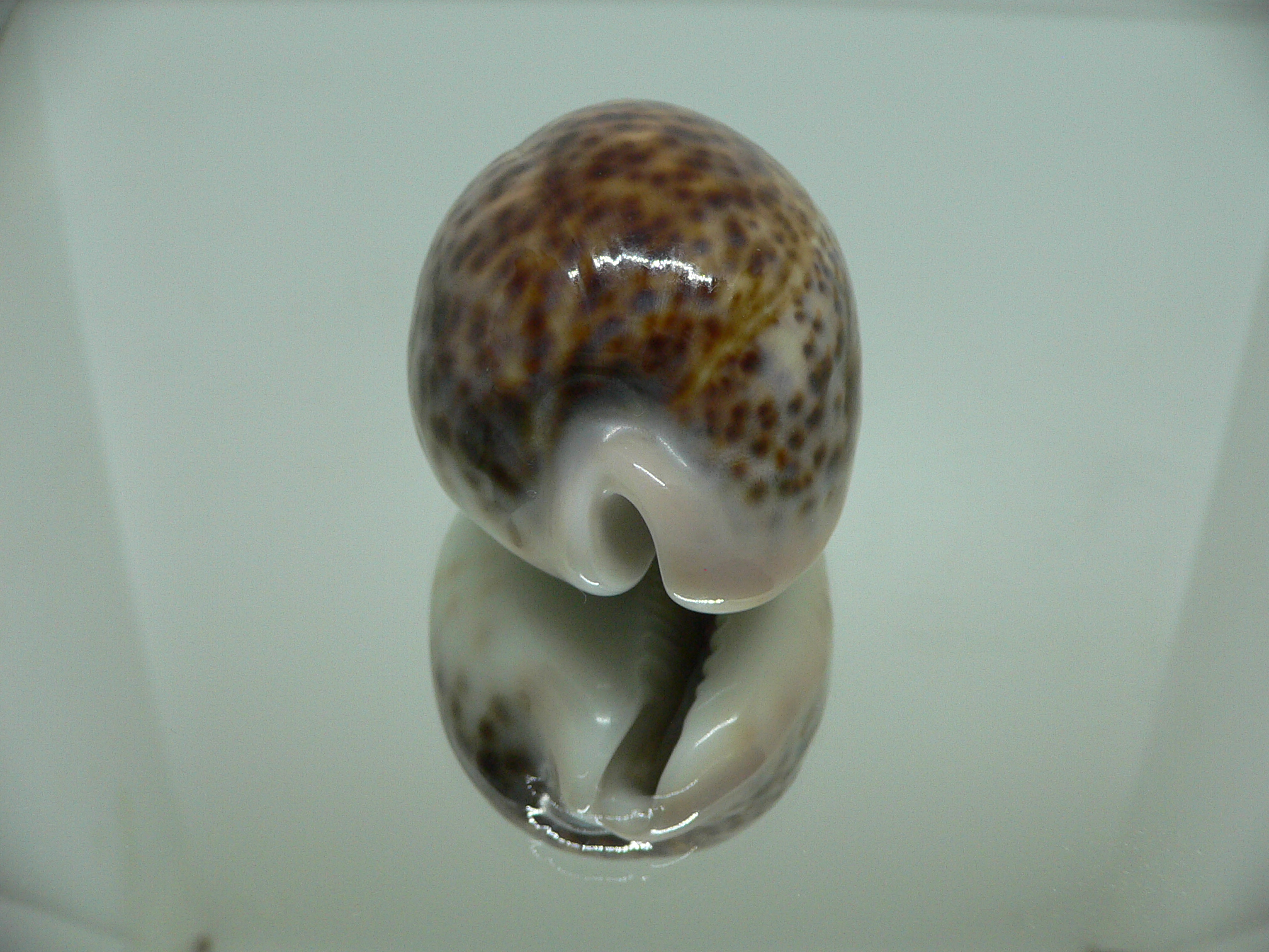 Cypraea pantherina DARK