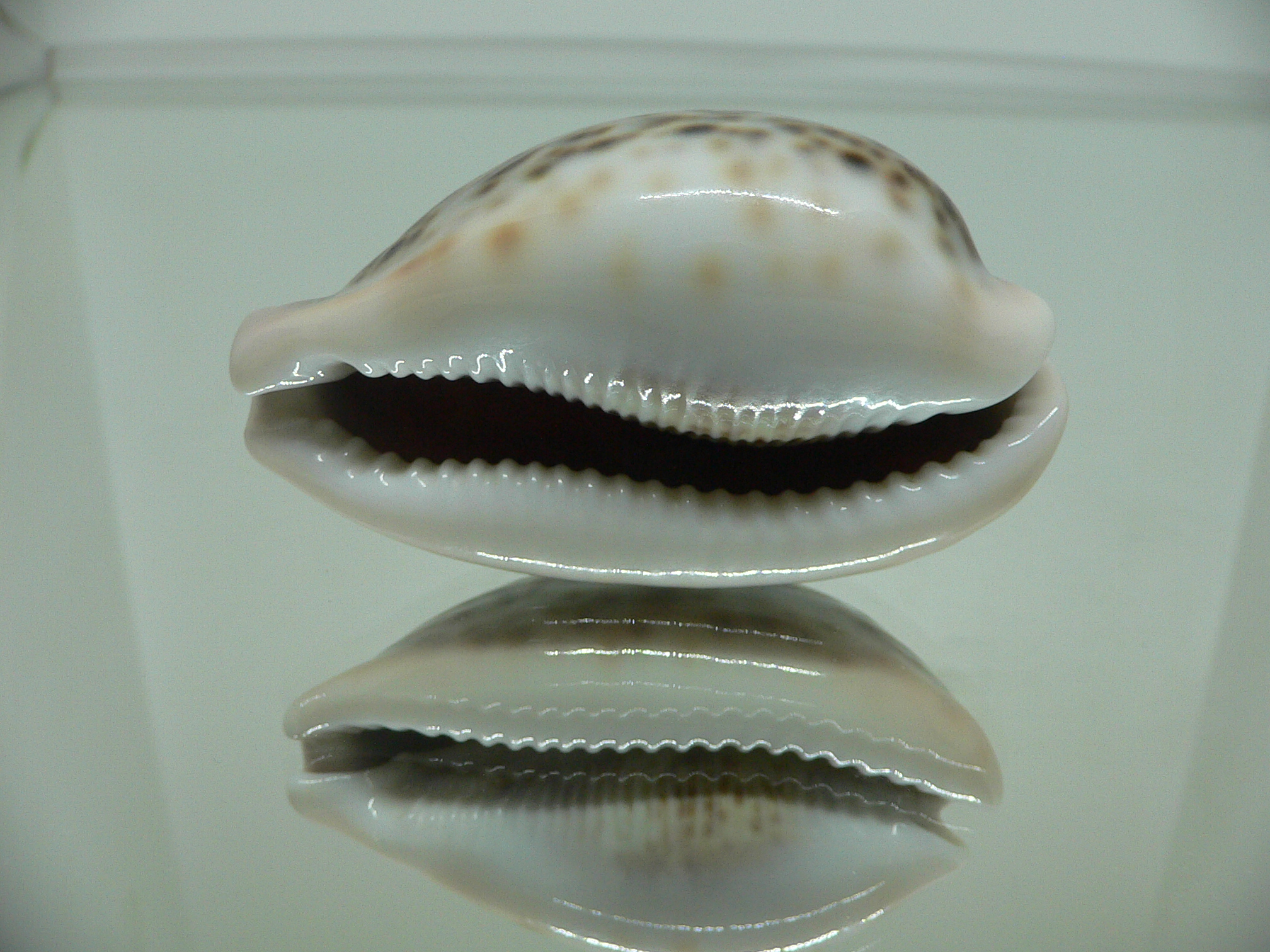 Cypraea pantherina DARK
