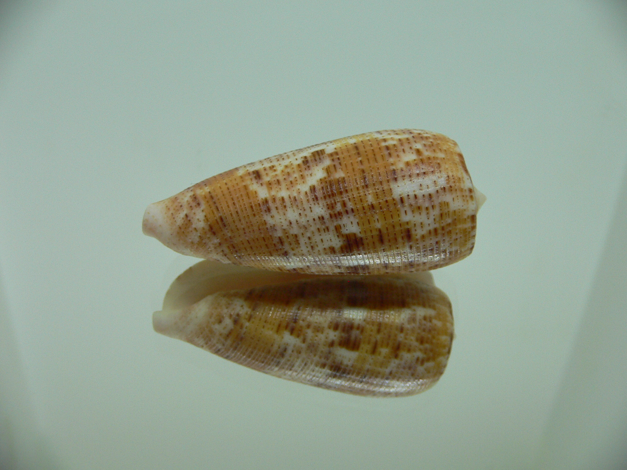 Conus nimbosus nimbosus