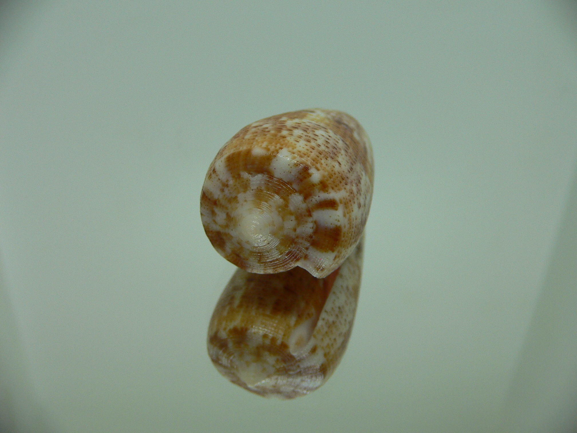 Conus nimbosus nimbosus