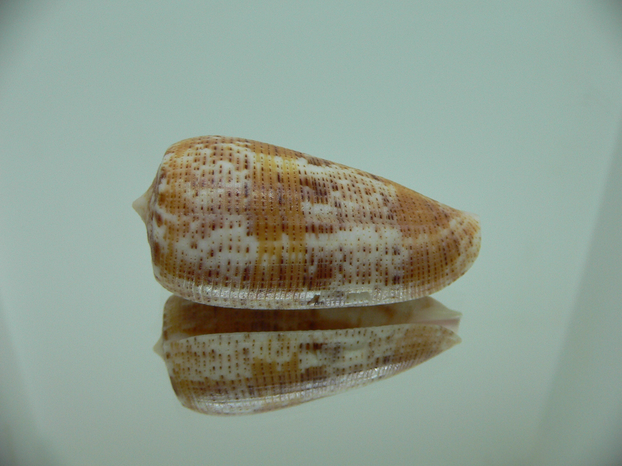 Conus nimbosus nimbosus