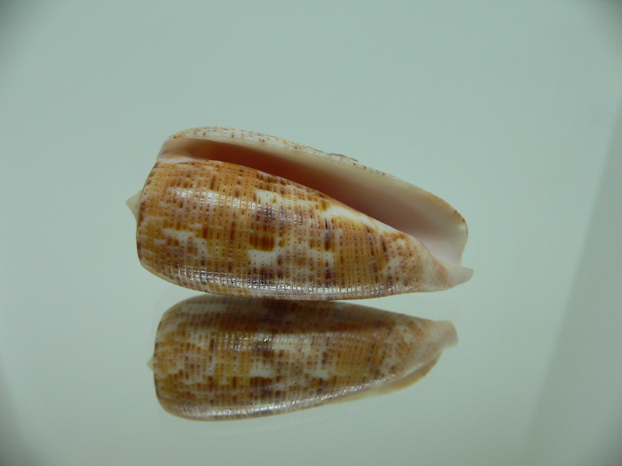 Conus nimbosus nimbosus