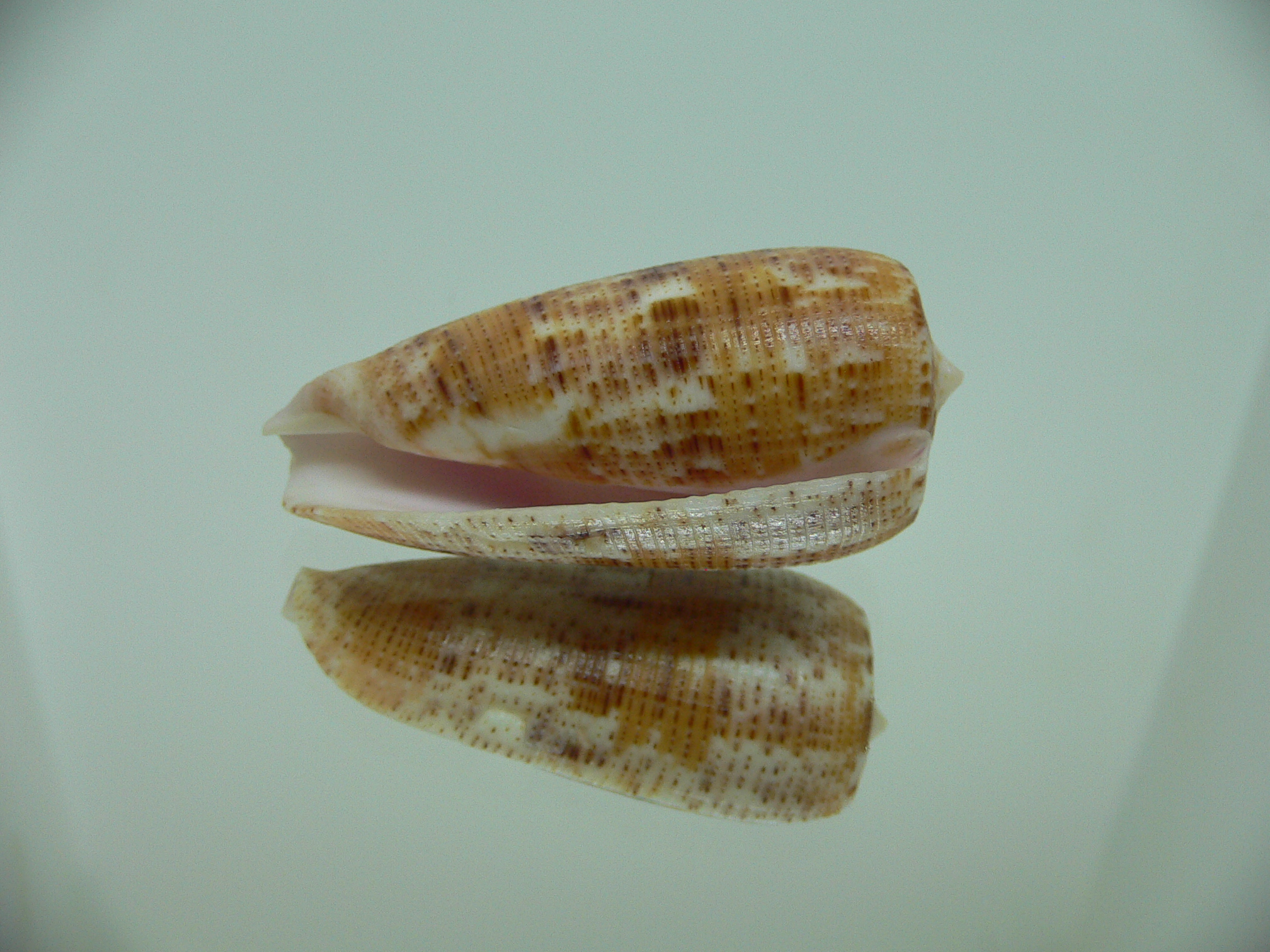 Conus nimbosus nimbosus