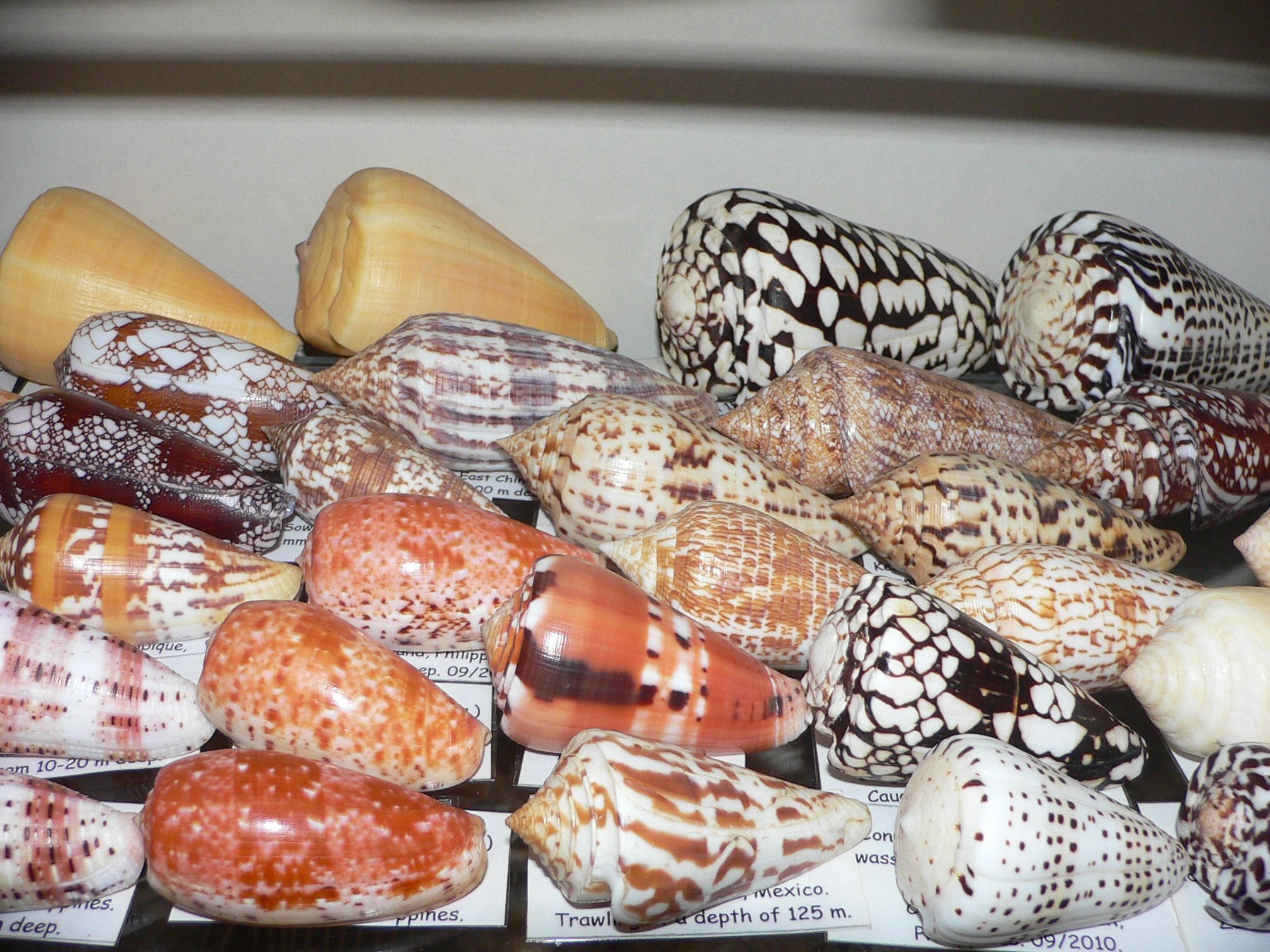 Conus nimbosus nimbosus
