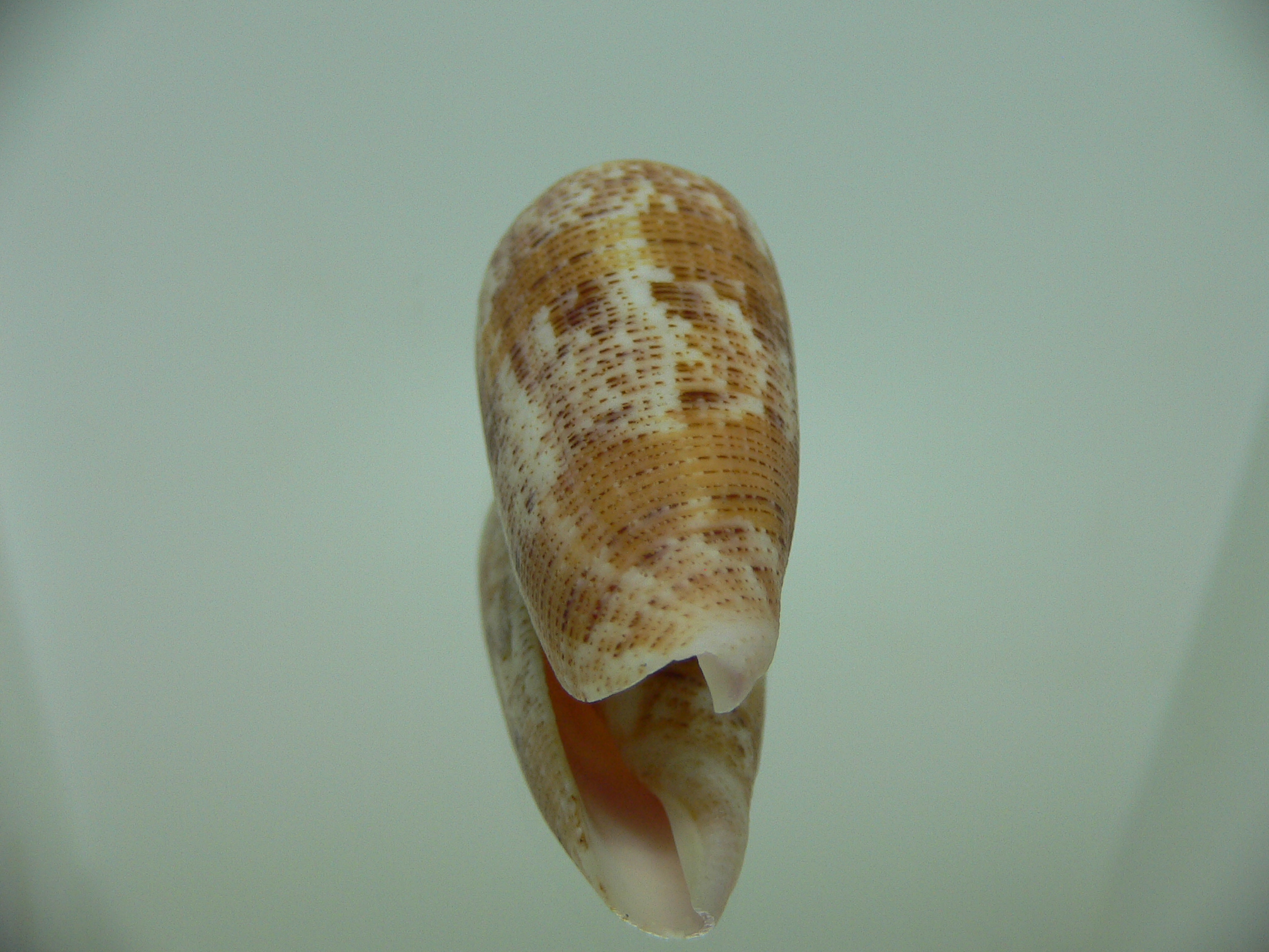 Conus nimbosus nimbosus
