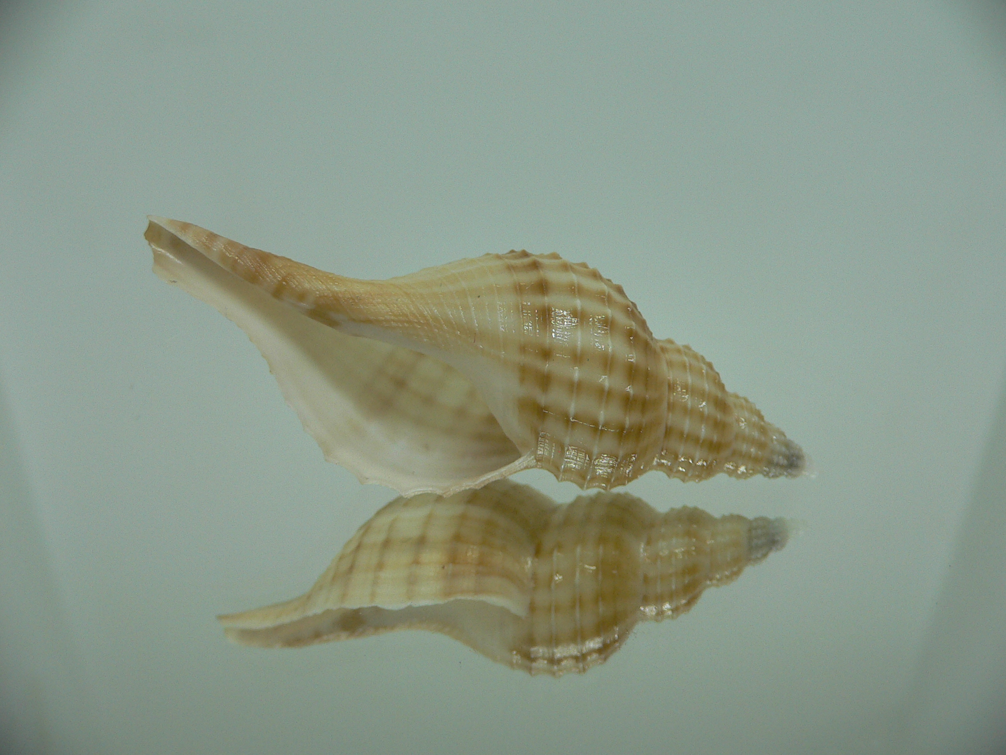 Granulifusus hayashii LIGHT & RELIEF