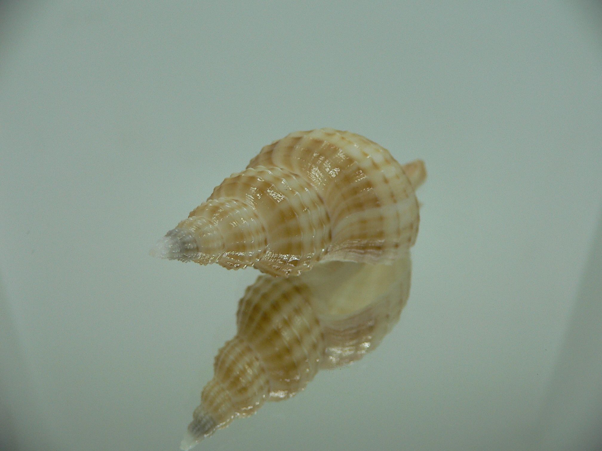 Granulifusus hayashii LIGHT & RELIEF