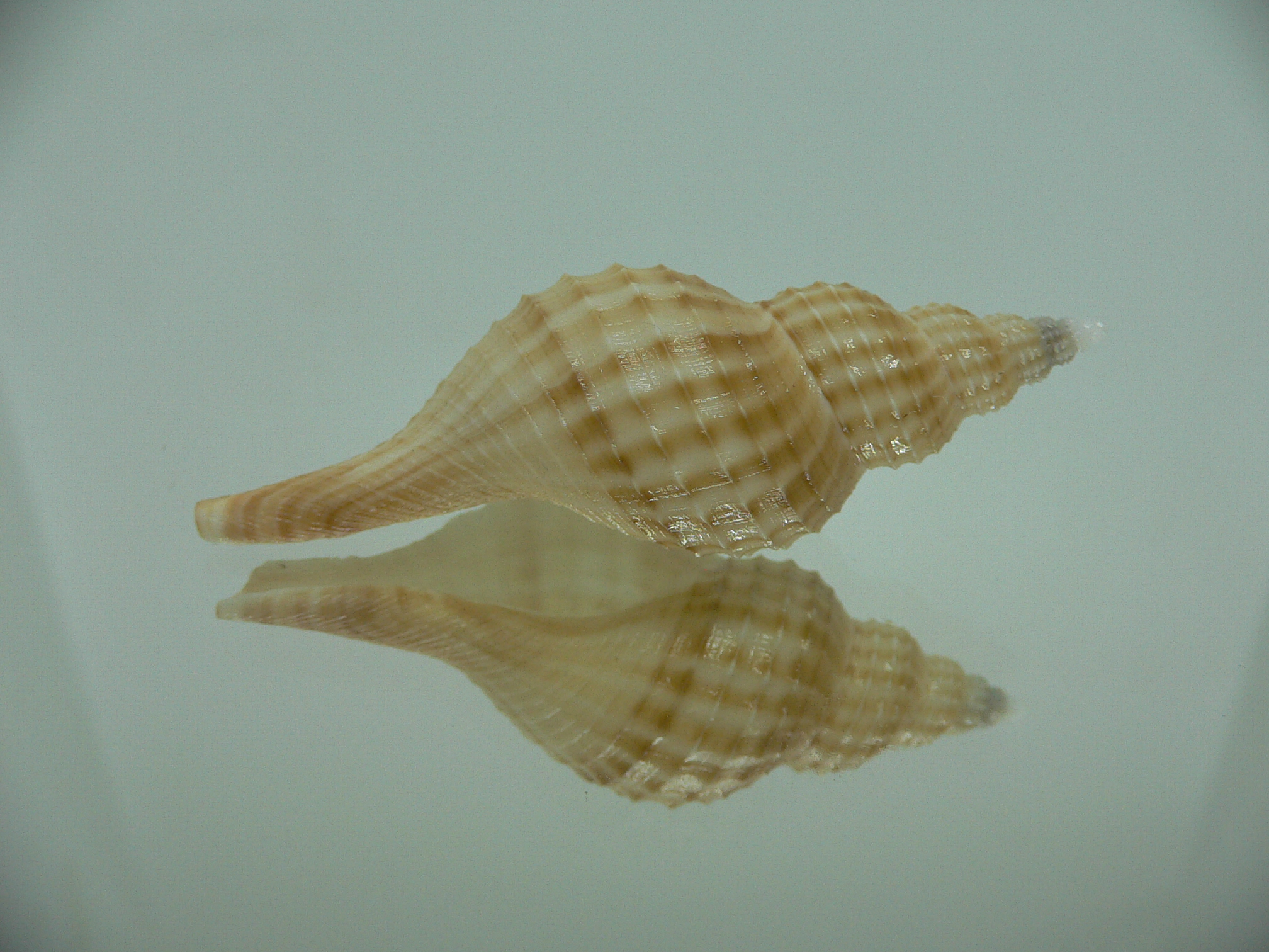 Granulifusus hayashii LIGHT & RELIEF