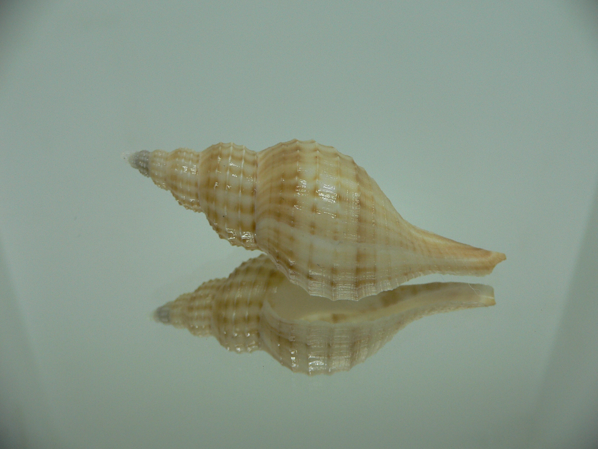 Granulifusus hayashii LIGHT & RELIEF