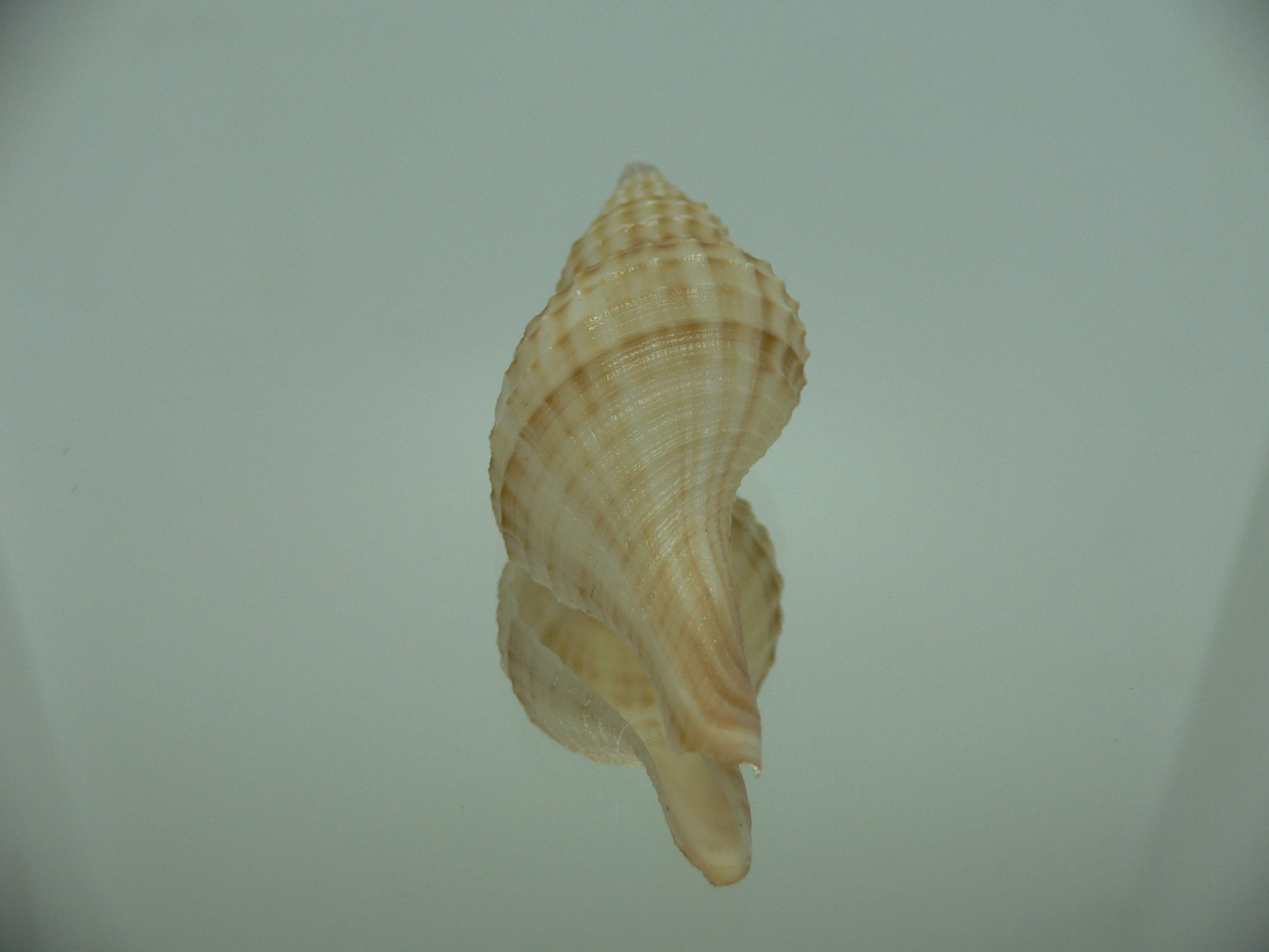 Granulifusus hayashii LIGHT & RELIEF