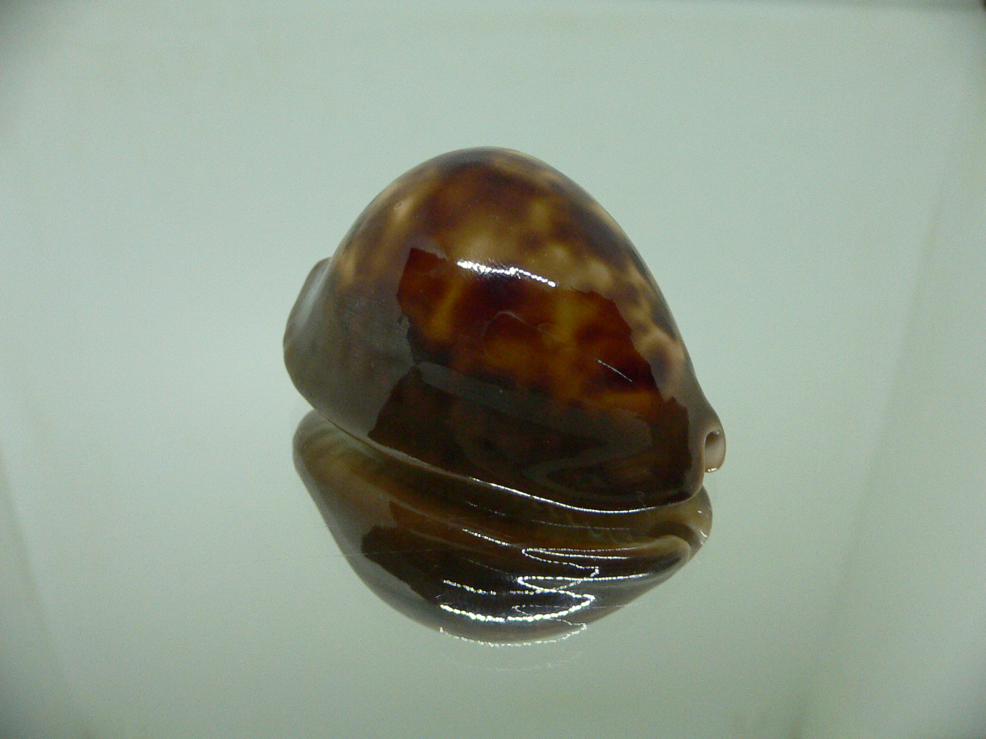 Cypraea venusta episema sorrentensis (var.)