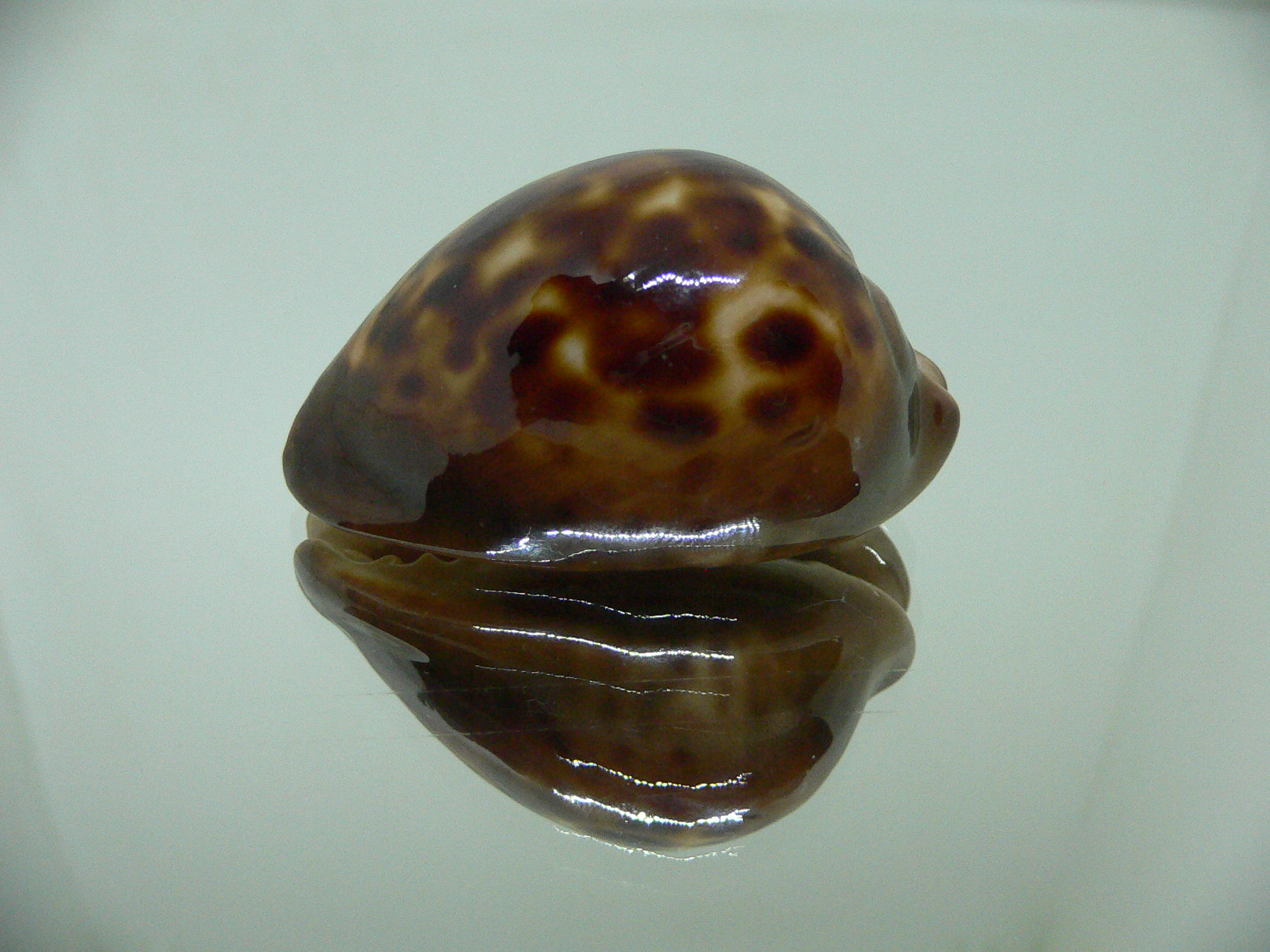 Cypraea venusta episema sorrentensis (var.)