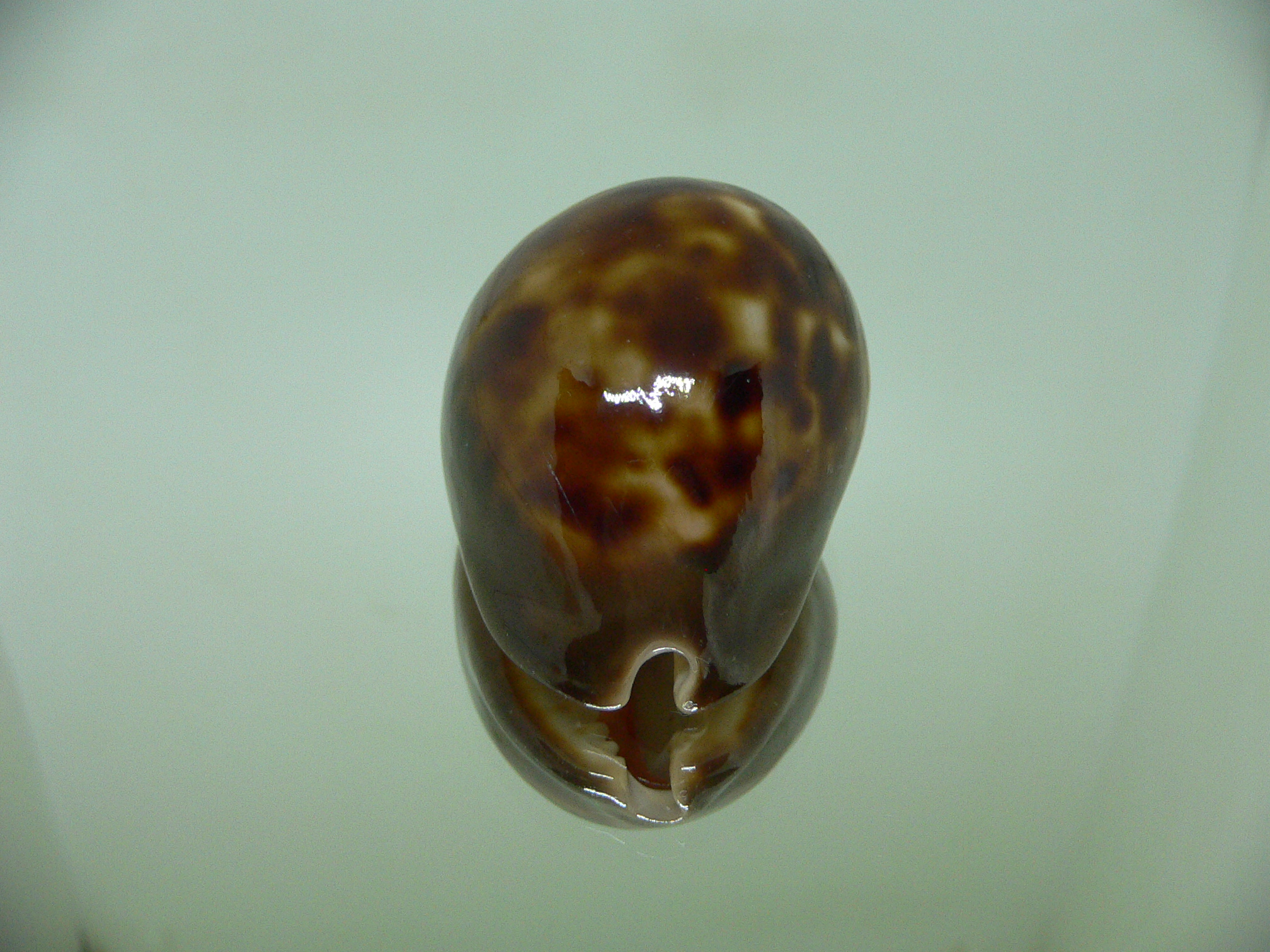 Zoila venusta episema sorrentensis (var.) ENDEMIC & ARISTOCRAT