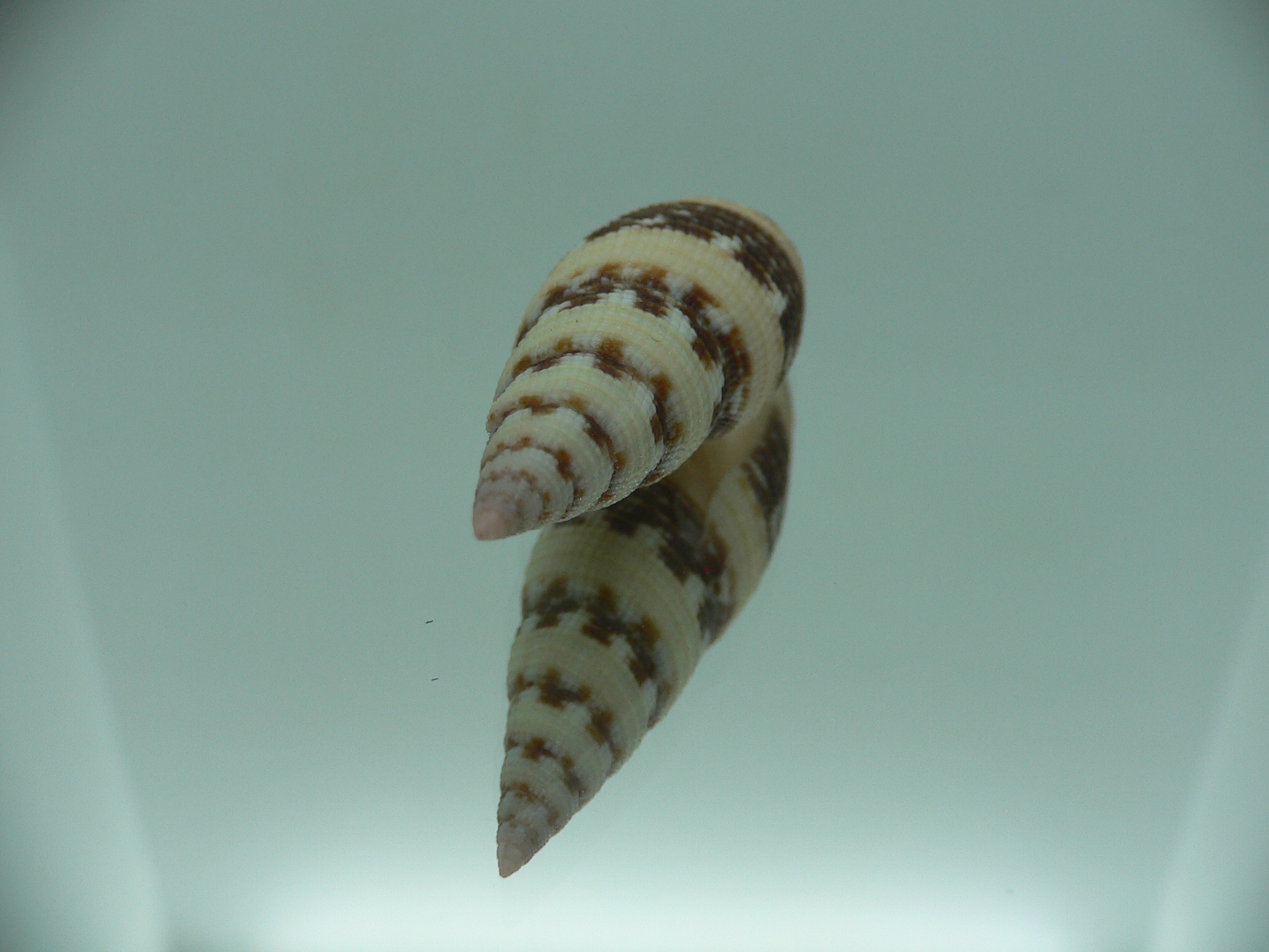 Neocancilla clathrus VERY GOOD SIZE