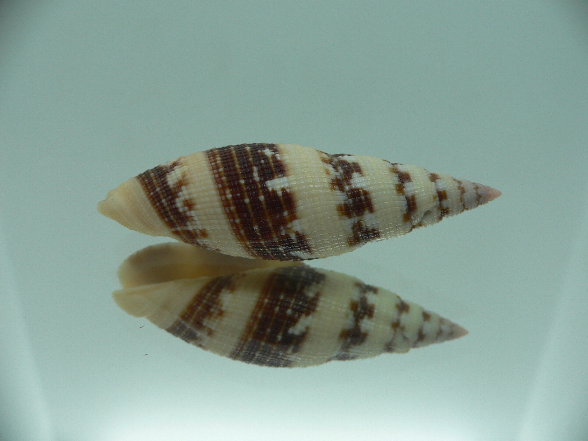 Neocancilla clathrus VERY GOOD SIZE