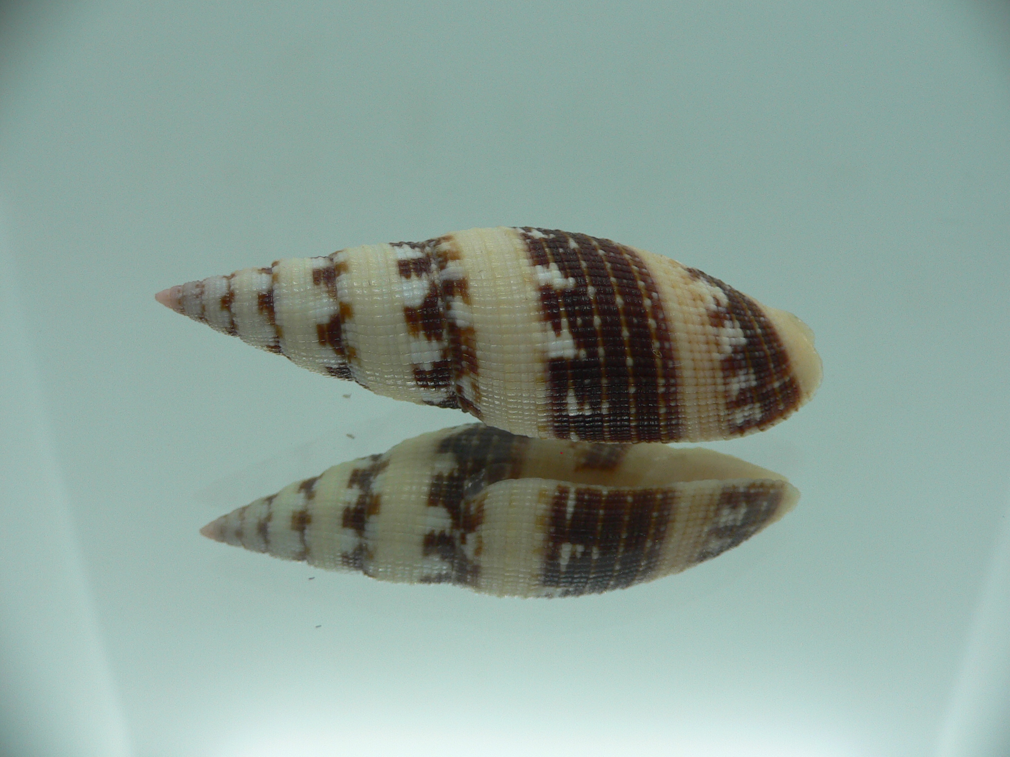 Neocancilla clathrus VERY GOOD SIZE