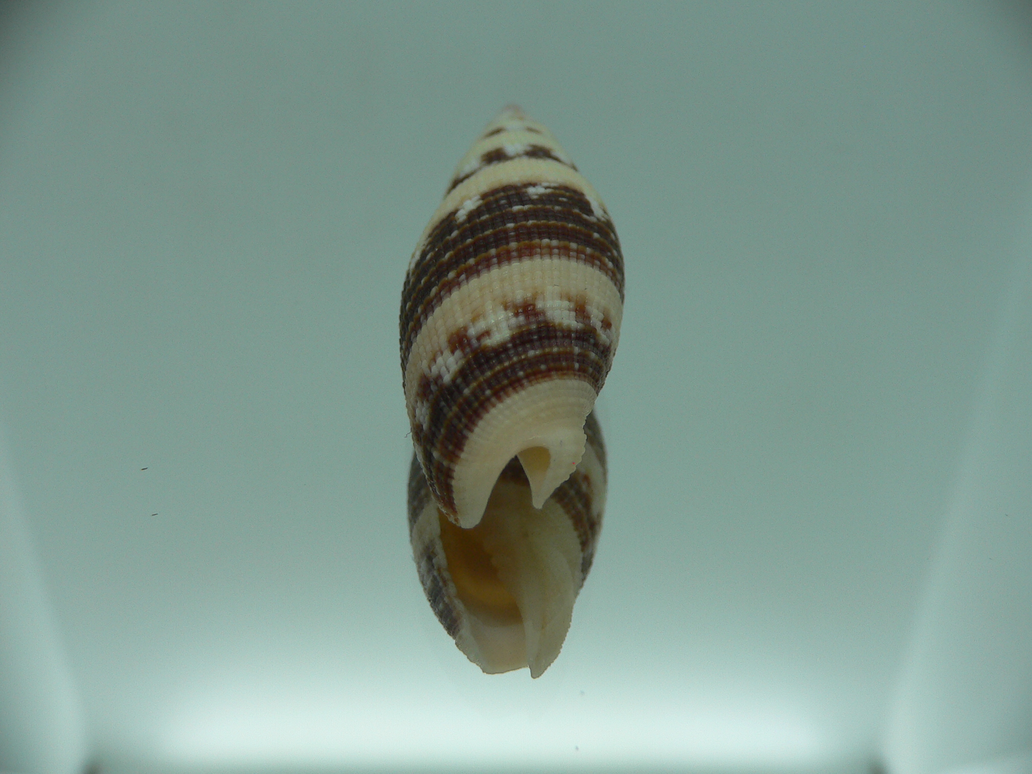 Neocancilla clathrus VERY GOOD SIZE