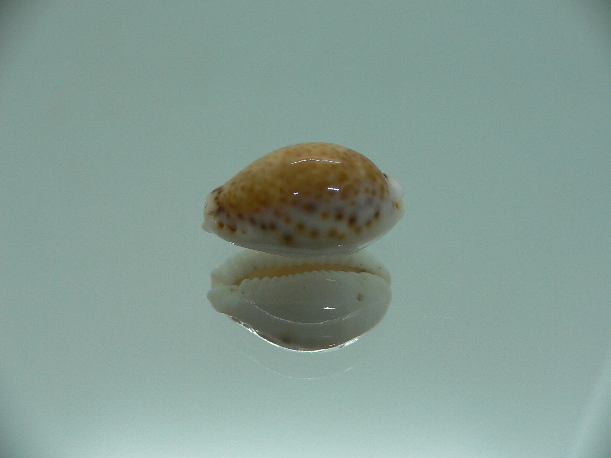 Cypraea acicularis